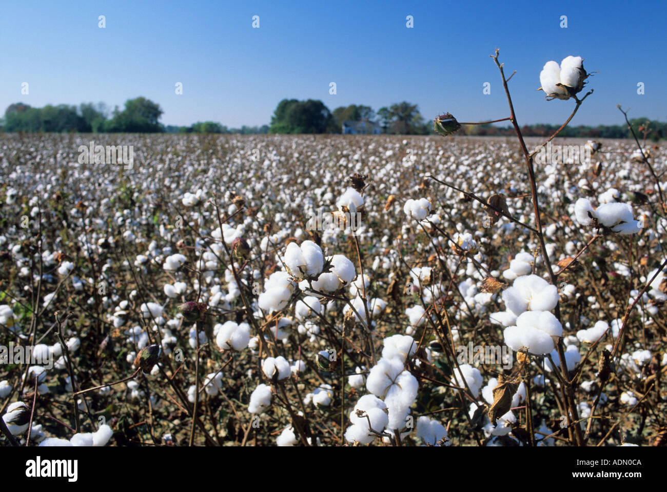 Ein Baumwollfeld in South Carolina Stockfoto