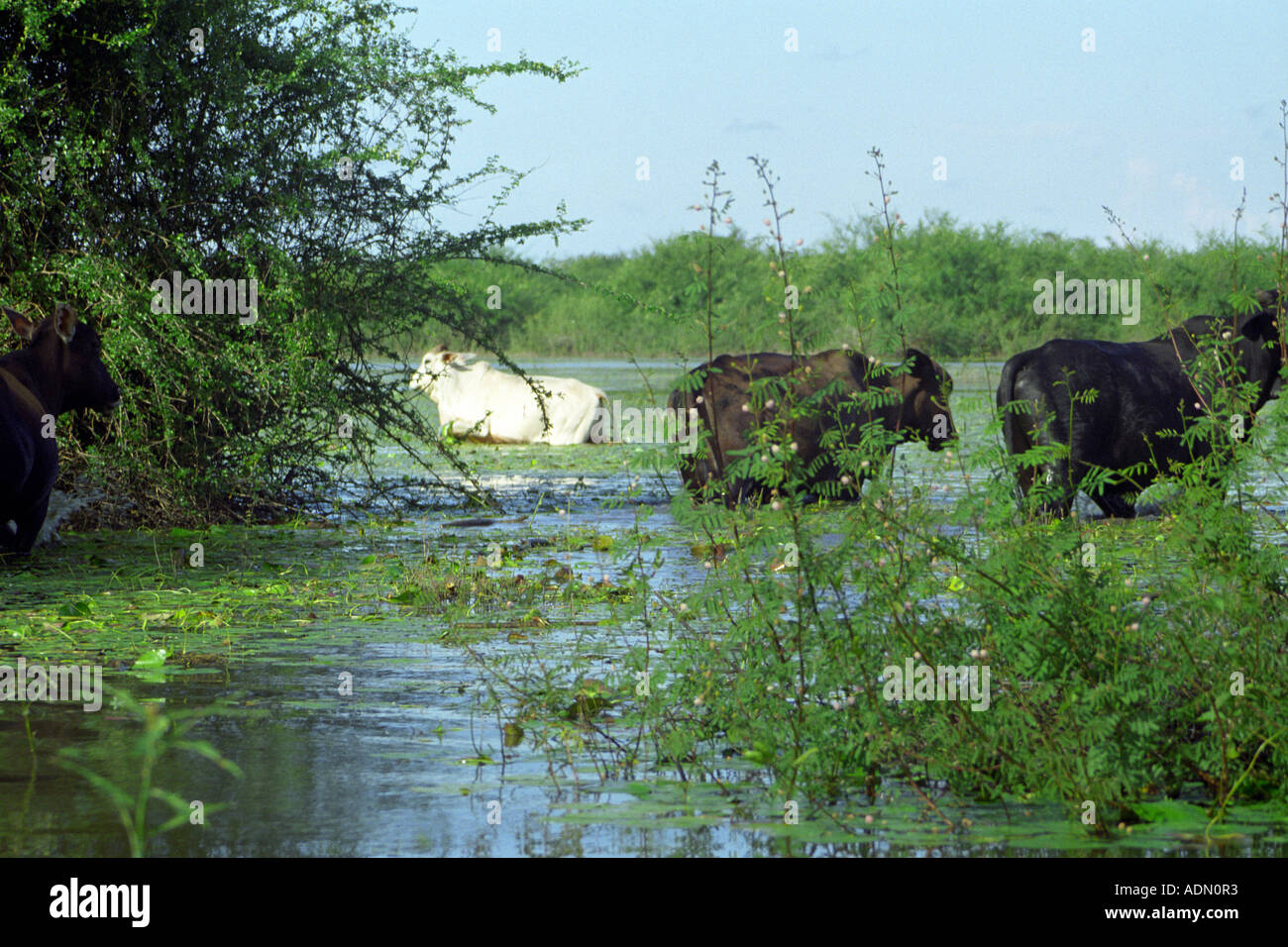 KRUMMEN Baum WILDLIFE SANCTUARY BELIZE zentrale Amerika August Rinder in einer der Lagunen waten Stockfoto