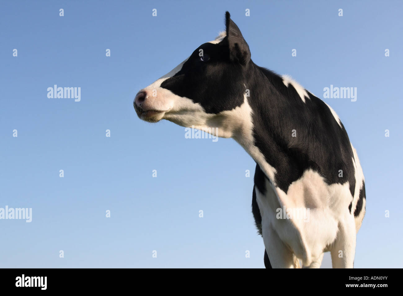 Kuh auf der Suche sideway Stockfoto