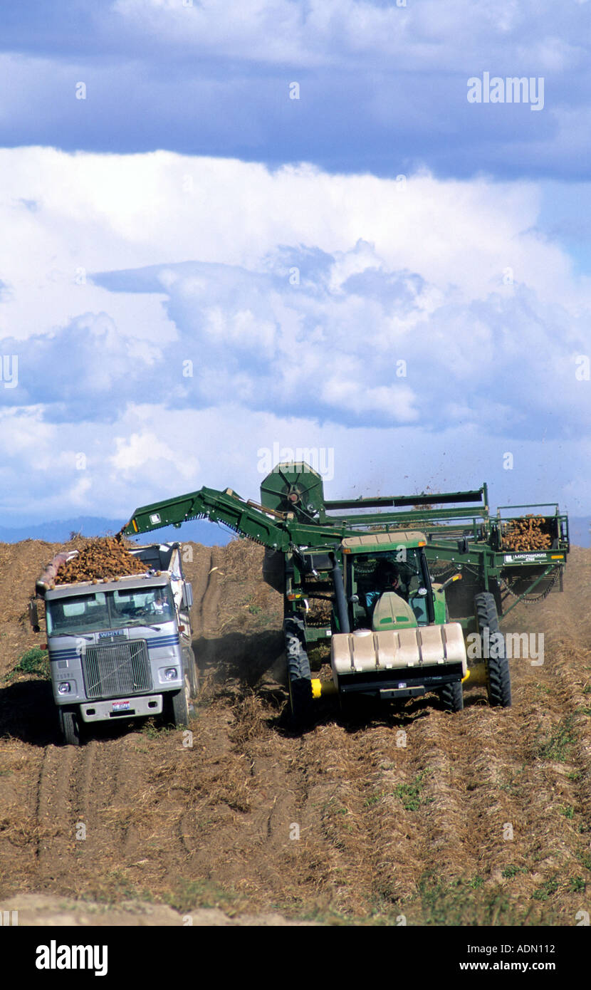 Kartoffelernte im Canyon County Idaho Stockfoto