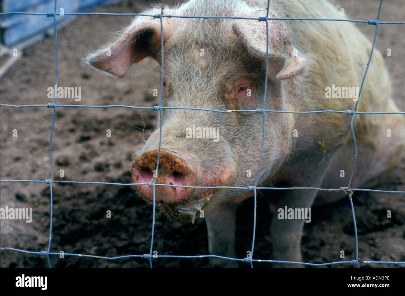 Ein großer Ol-Schwein-Releaxes im Schlamm Stockfoto
