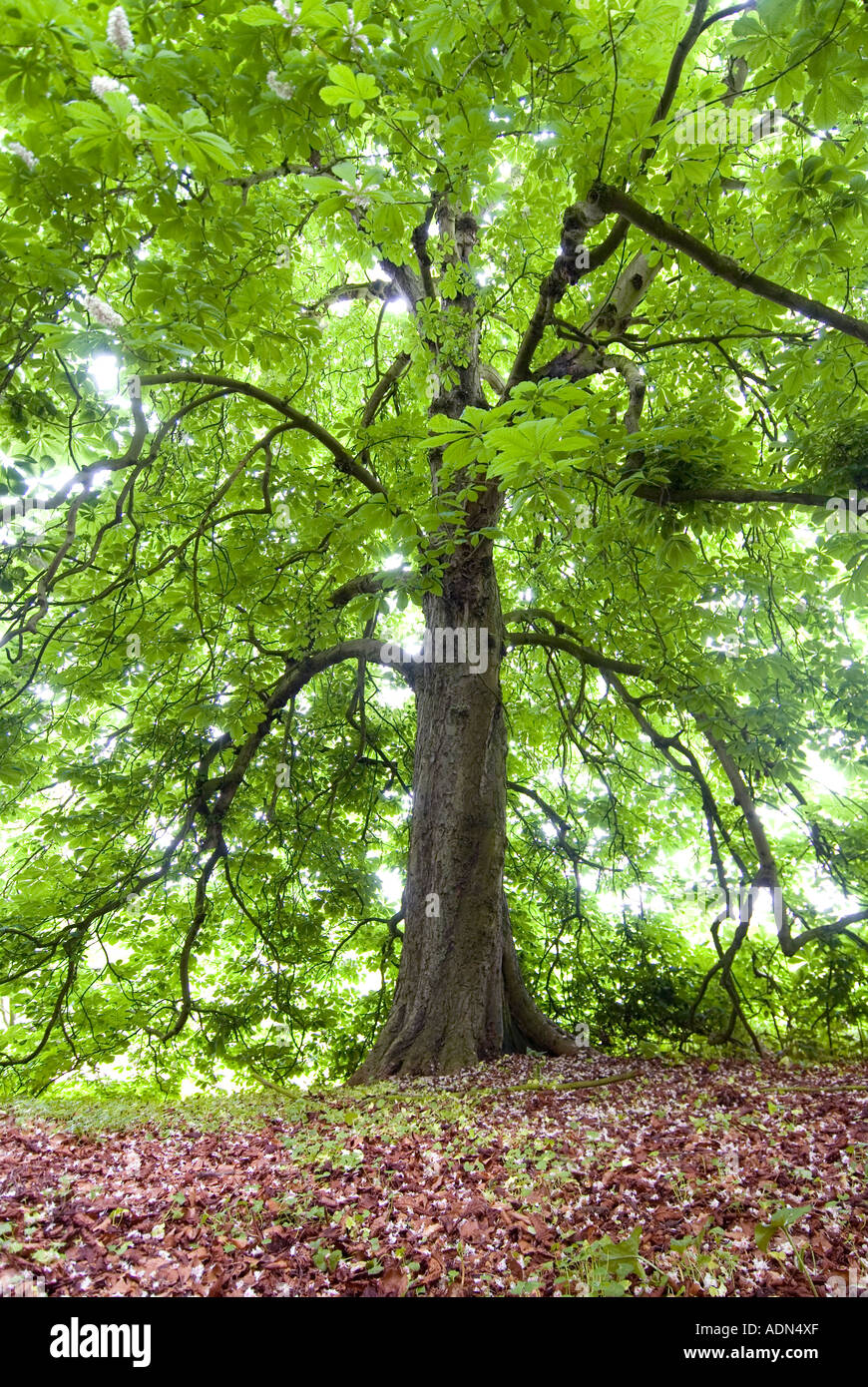 Kastanien Kastanienbaum blühen Tenbury Wells Worcestershire Stockfoto