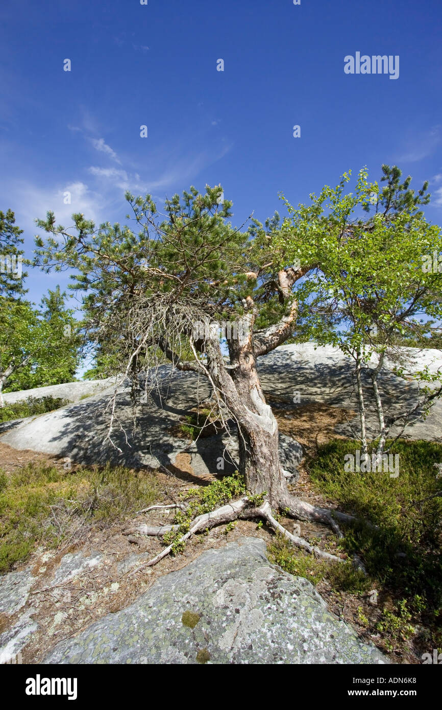 alte Kiefern Stockfoto