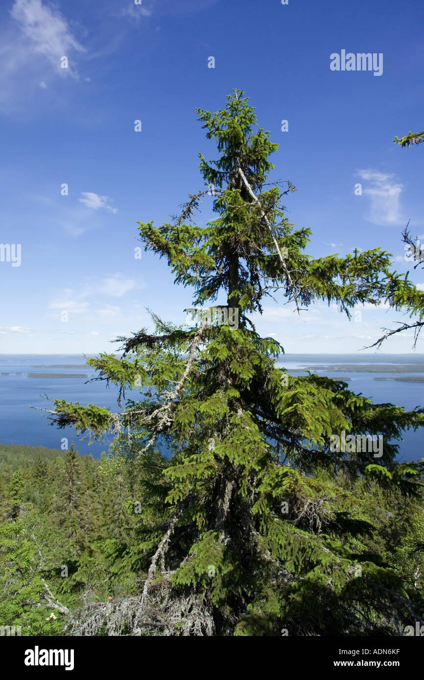 Blick von der Spitze der Koli, Finnland Stockfoto