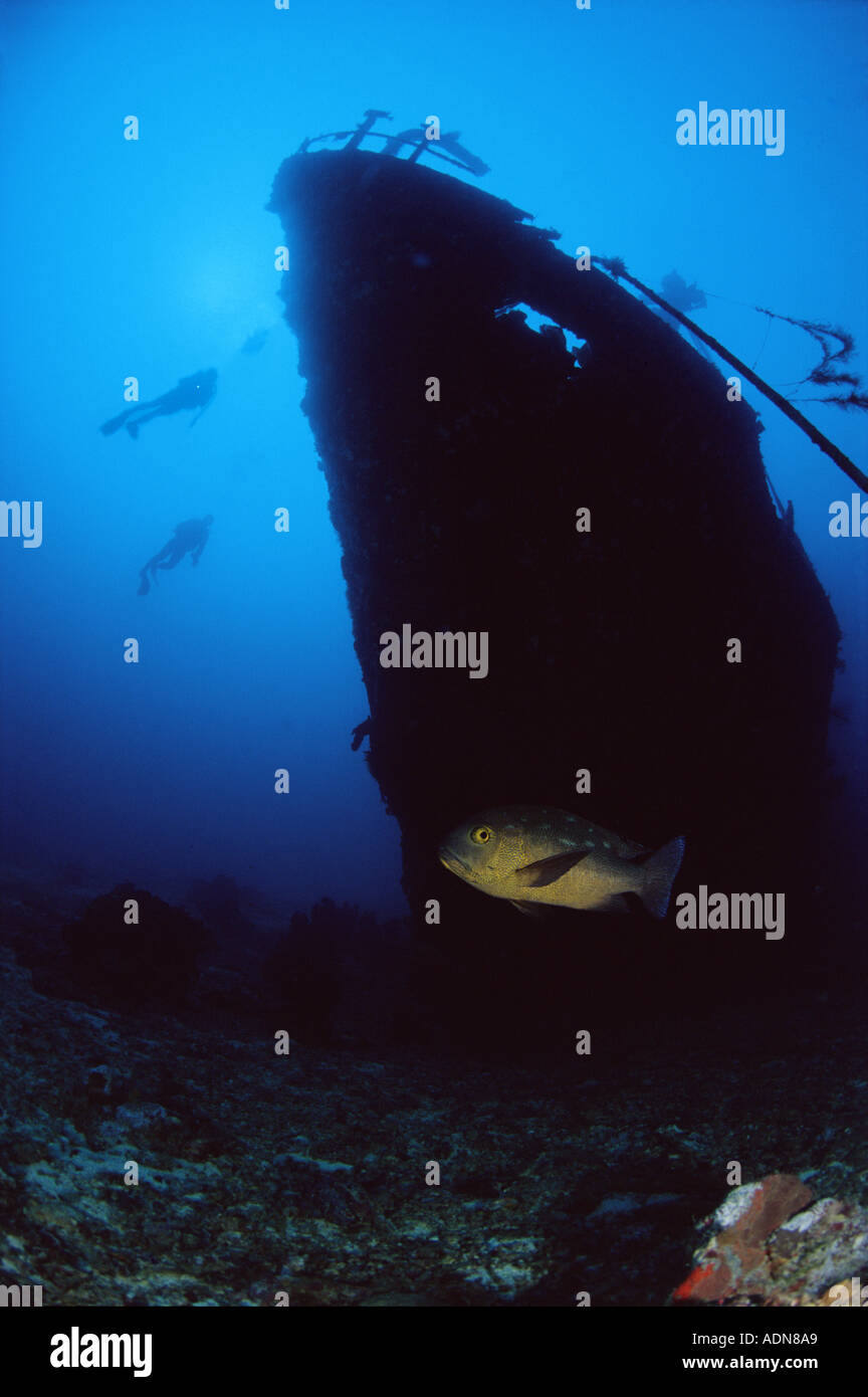 Red Bass Jutjanus Bohar und zwei Taucher erkunden Schiffswrack in Russell Island Group Salomonen Stockfoto