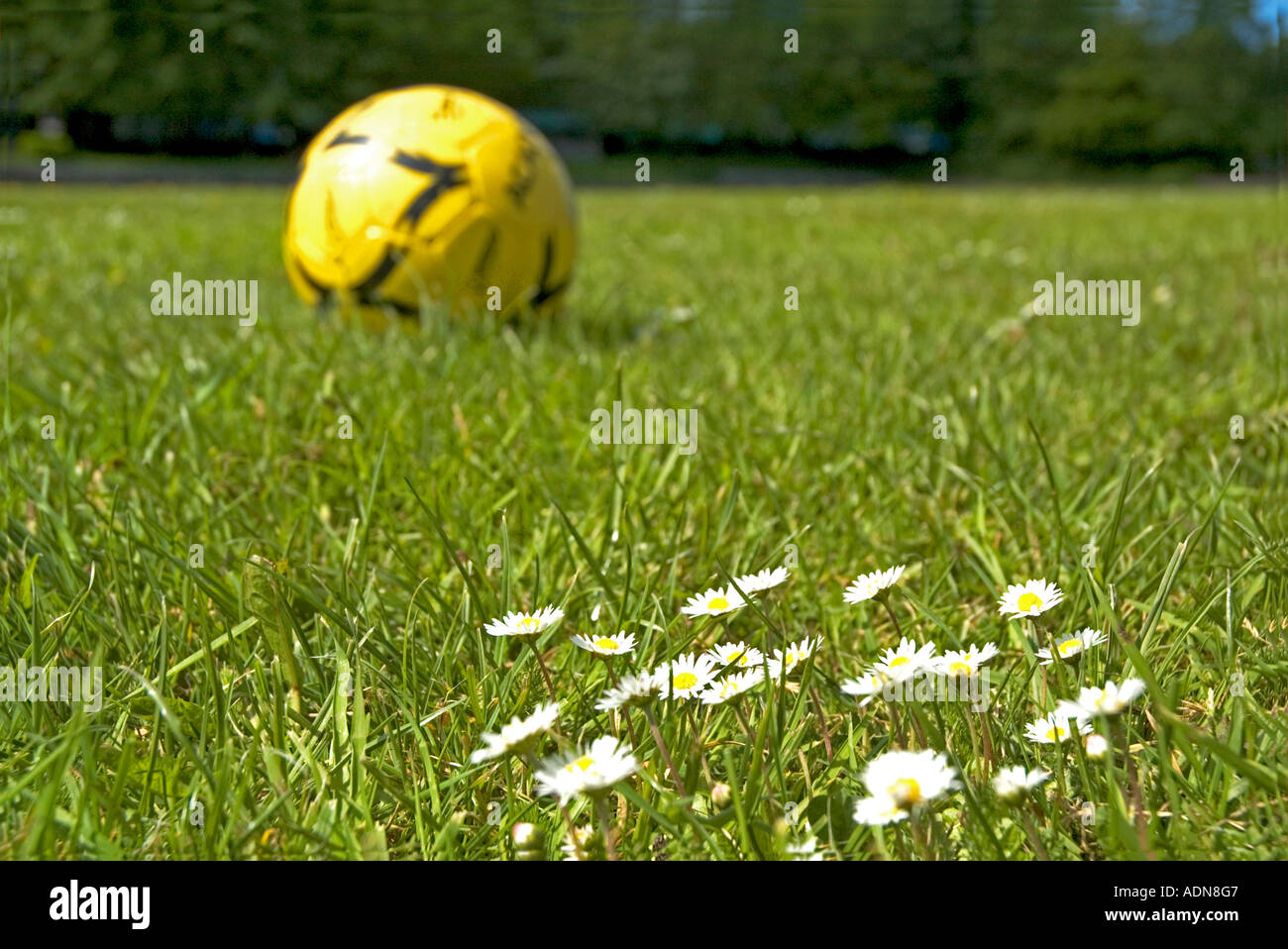 ein Fußball im park Stockfoto