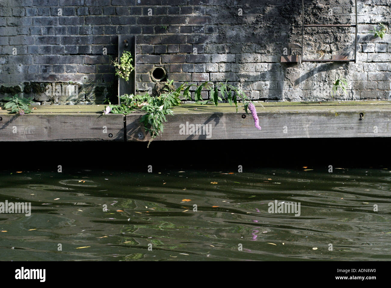 Kanal-Seite-Blume-Szene Stockfoto