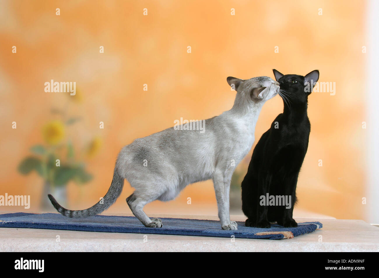Siamkatze, Seal-Tortie-Tabby-Point Und orientalisch Kurzhaarkatze, schwarzem Ebenholz Stockfoto
