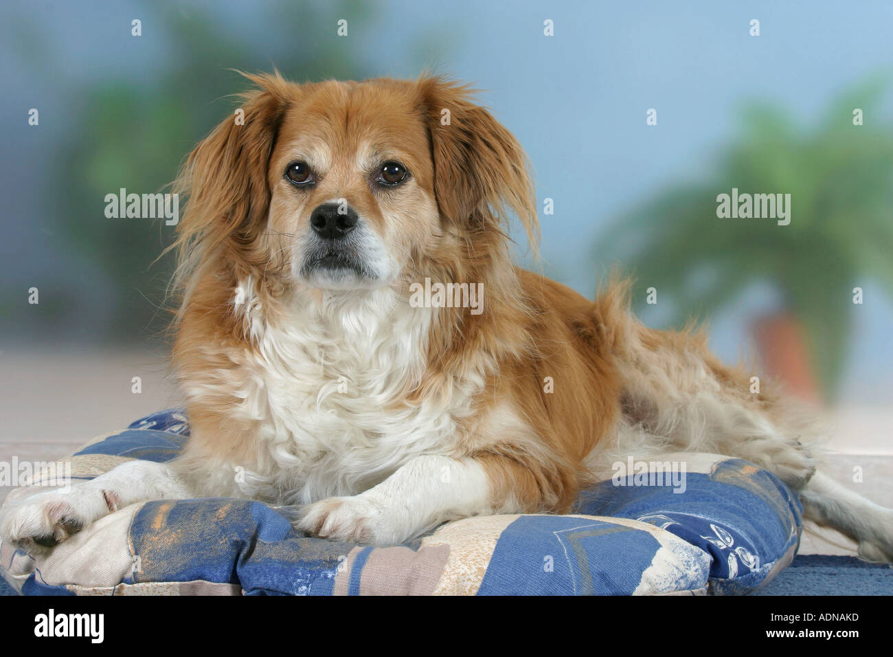 Gemischte Rasse Hund auf Kissen Stockfoto
