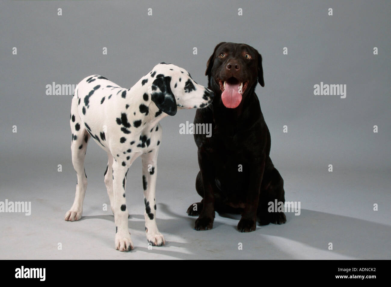 Labrador Retriever braun und Dalmatiner Welpen Stockfoto