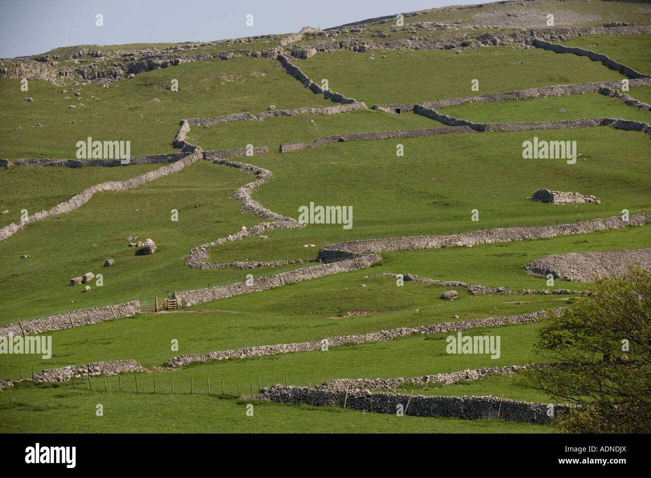 Bereich Muster verschiedener Altersstufen im Malham Yorkshire Dales National Park Stockfoto