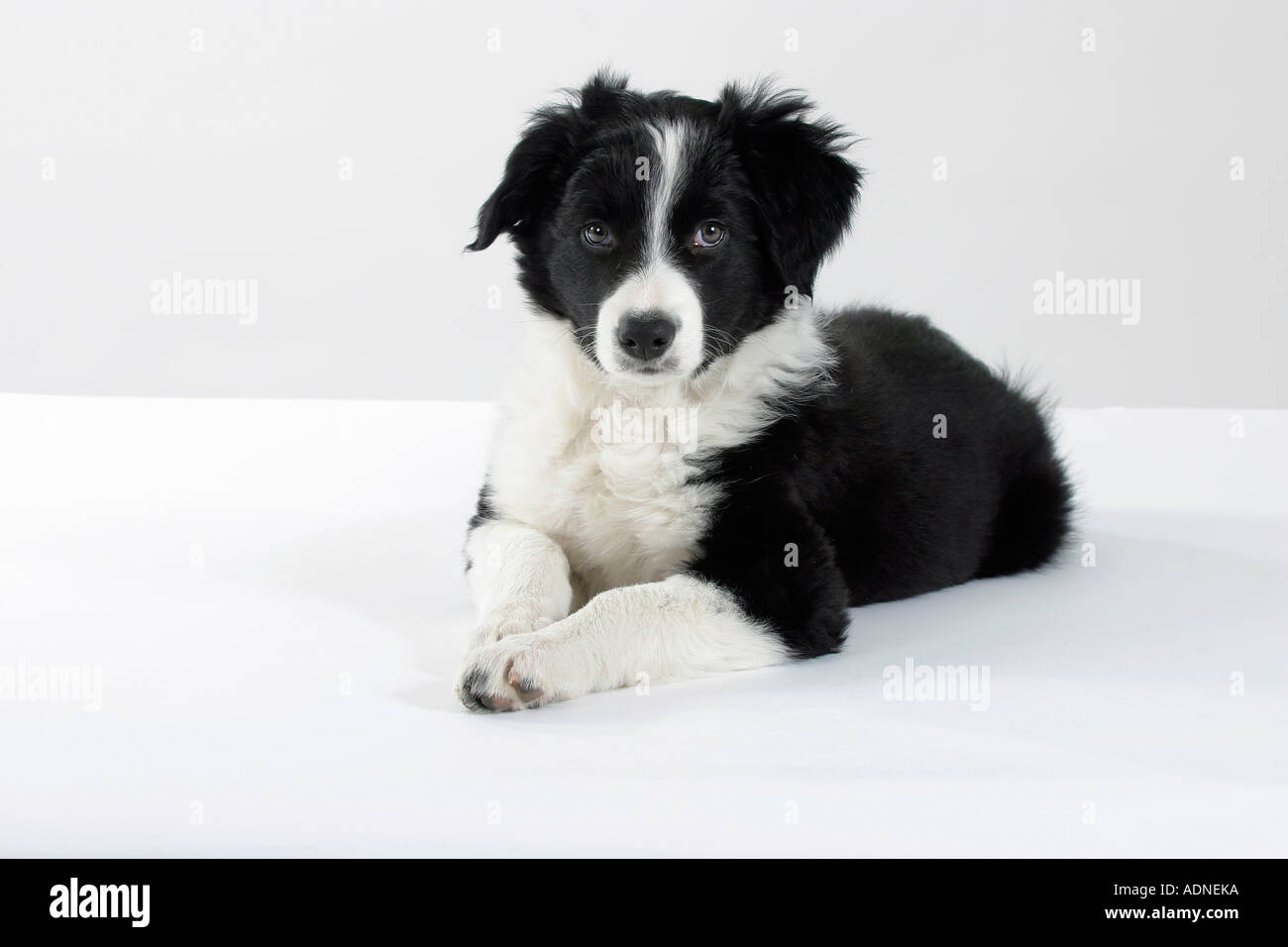 Border-Collie, Welpen, 10 Wochen Stockfoto