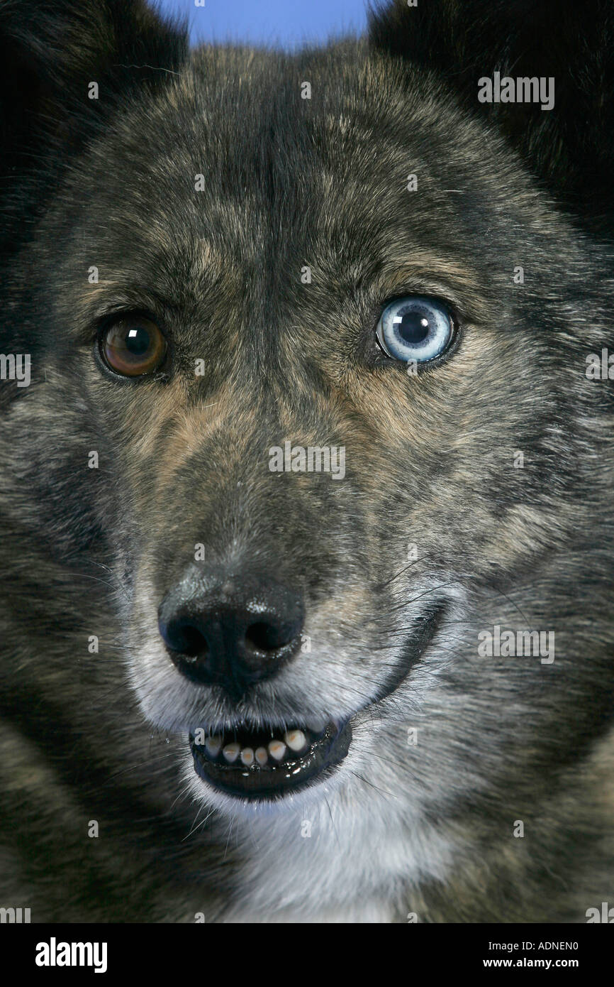 Gemischte Rasse Hund, Odd-eyed Stockfoto