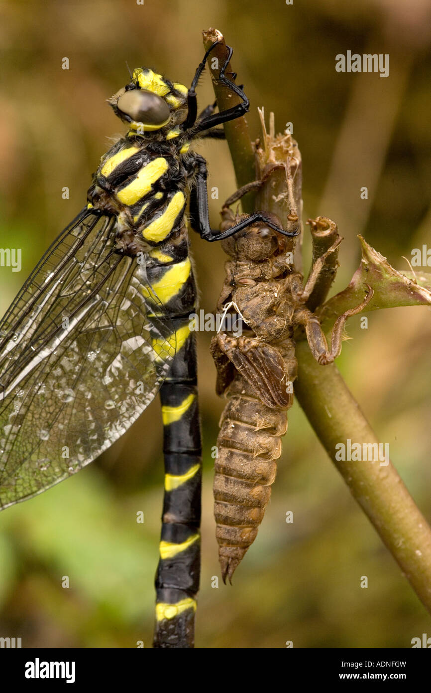 Düstere goldberingte Libelle, Cordulegaster bidentata, aus Nymphal Fall N Griechenland Stockfoto