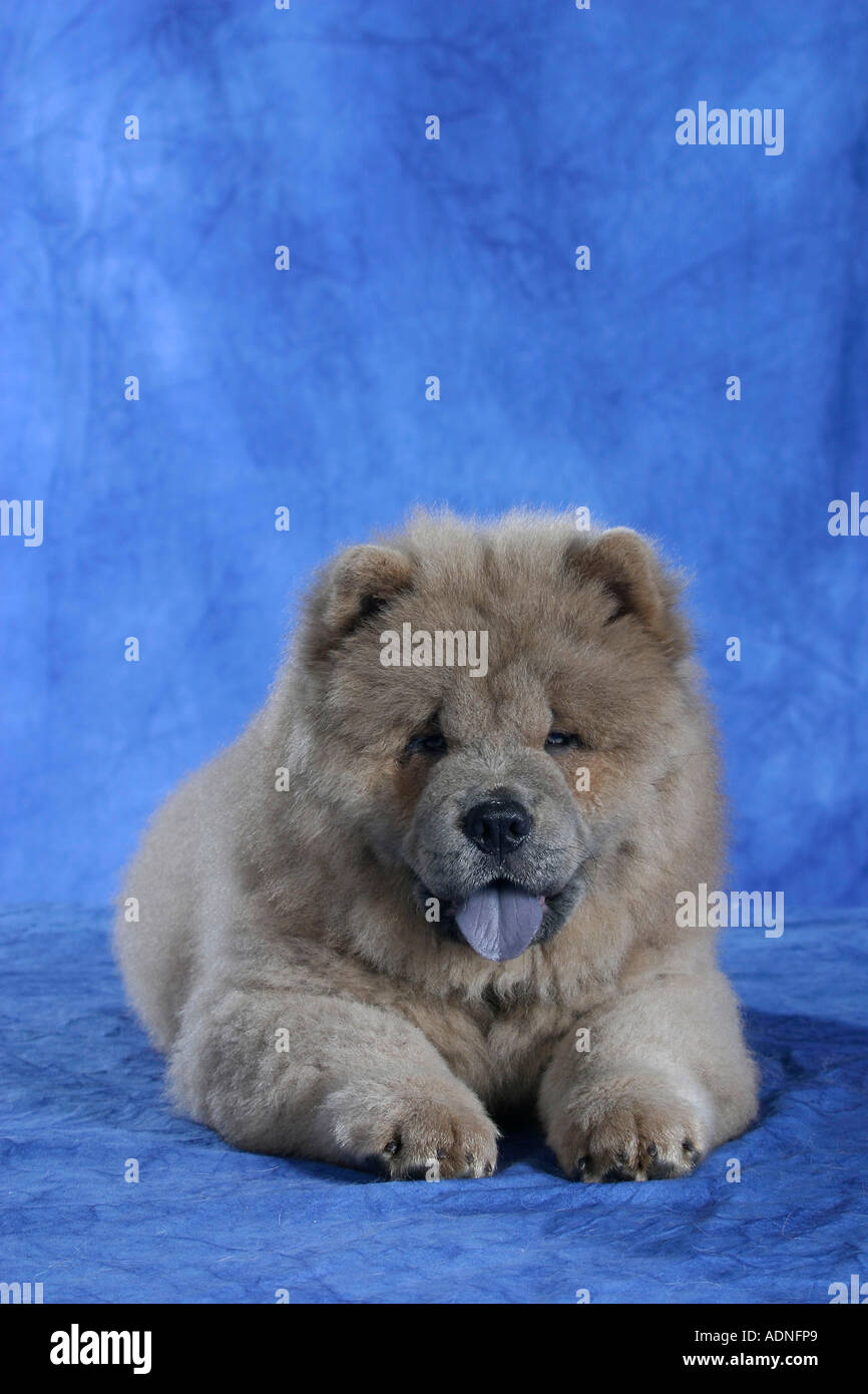 Chow Chow Welpen, 11 Wochen Stockfoto