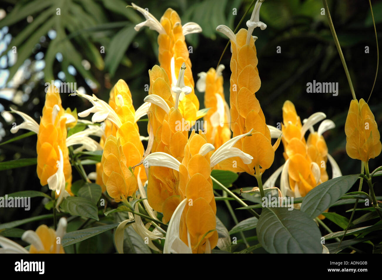 Pachystachys Lutea Golden Garnelen Pflanze auch Goldene Kerze oder Lollipop-Anlage genannt Stockfoto
