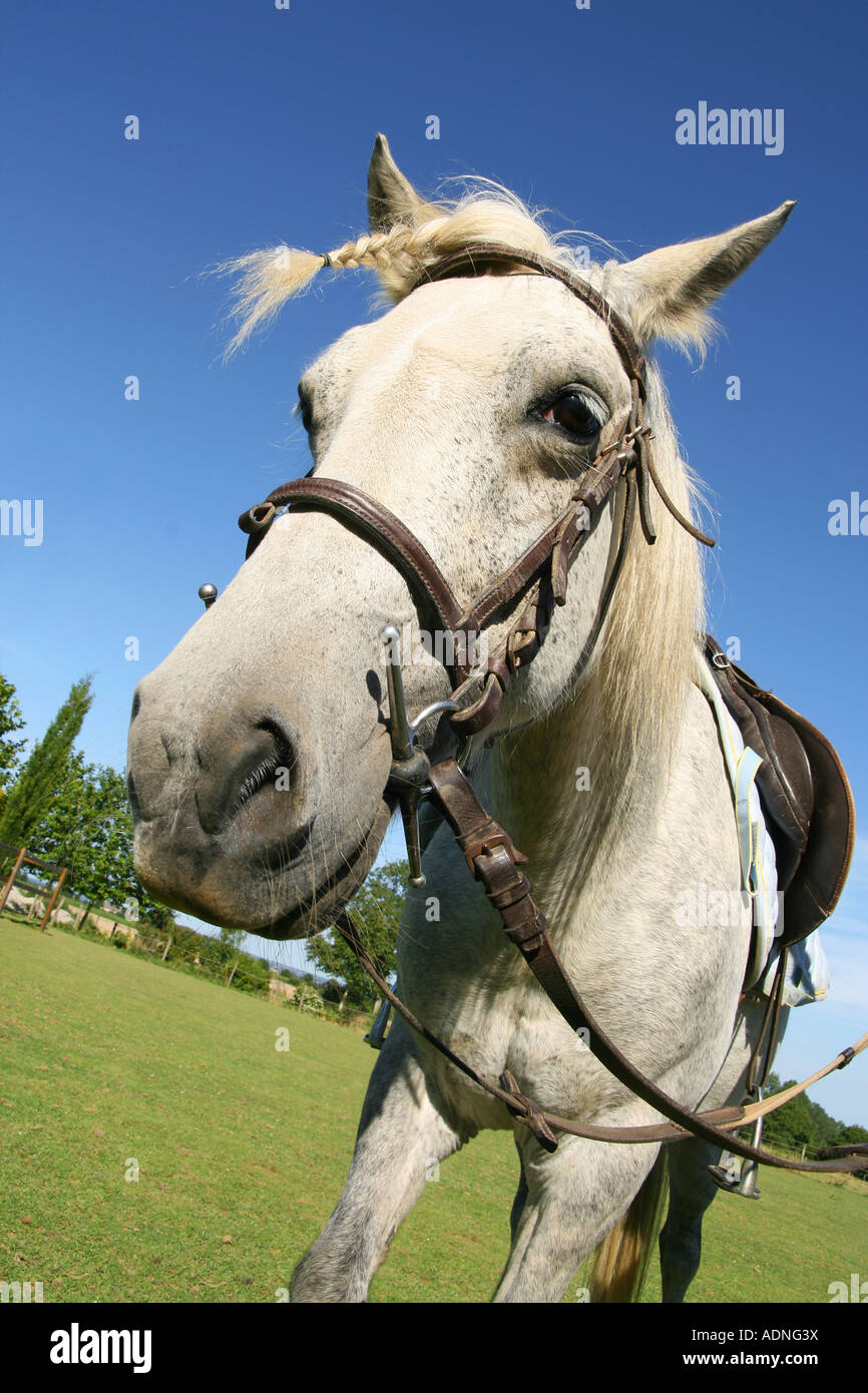 Gesattelt Pferd mit einem Zopf bereit für eine Fahrt Stockfoto