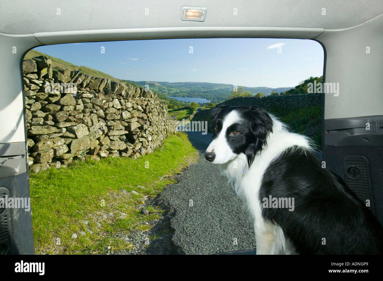 Border Collie Hund n den Kofferraum eines Autos mit Blick auf den Lake District Landschaft, Ambleside, Cumbria, UK Stockfoto