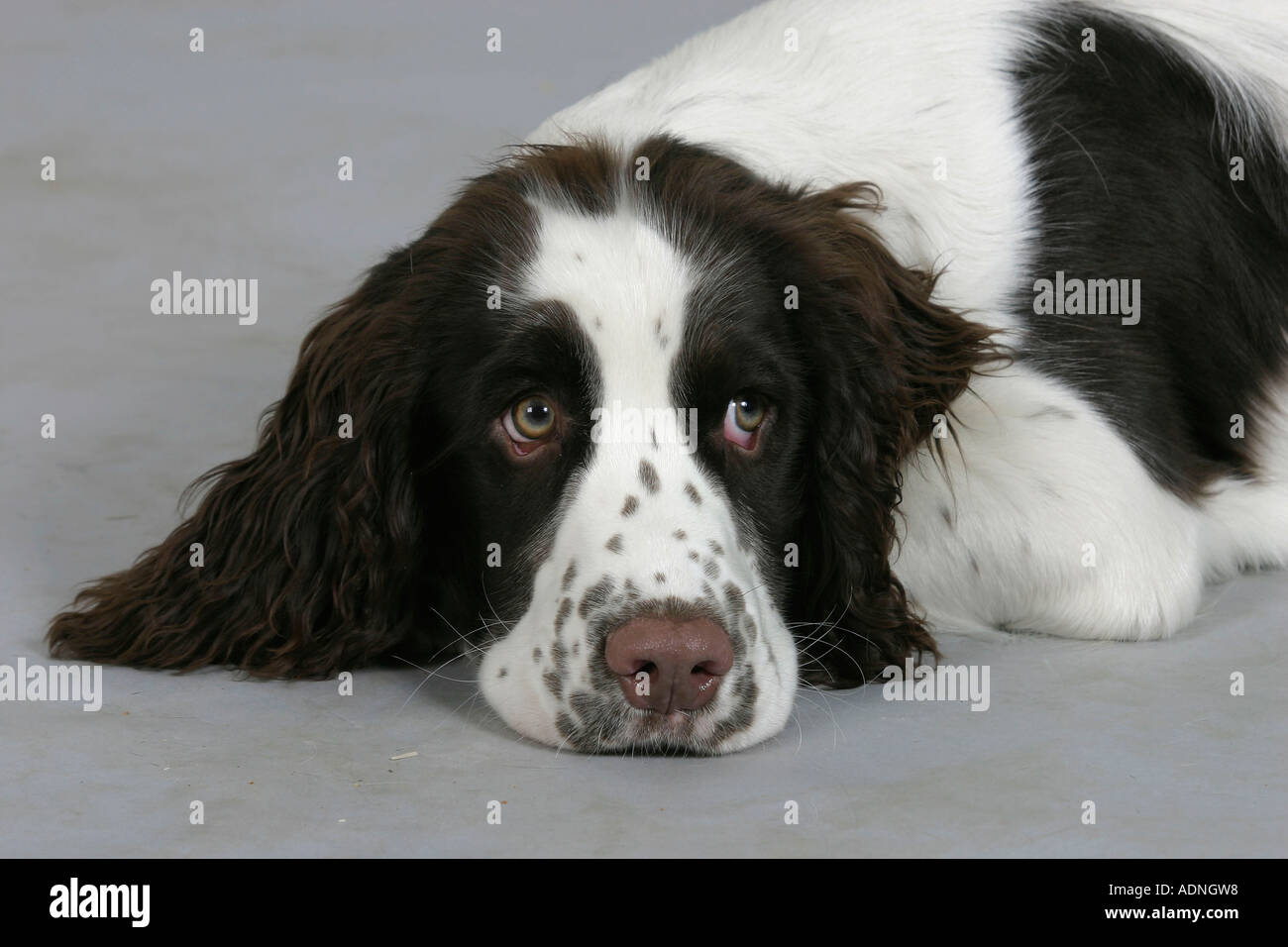 Englisch Springer Spaniel, Welpe, 6 Monate Stockfoto
