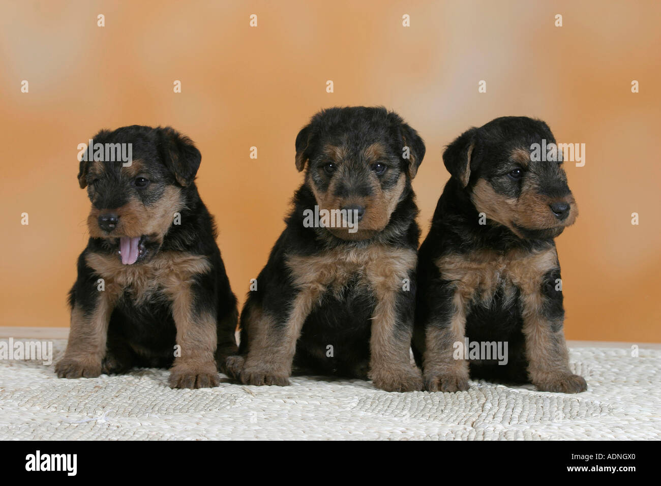 Welsh Terrier Welpen Stockfoto