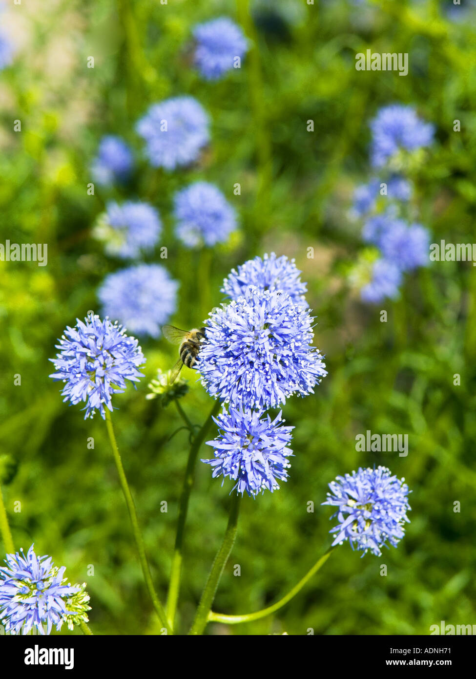 POLEMONIACEAE GILIA CAPITATA Kopfige gilie Stockfoto