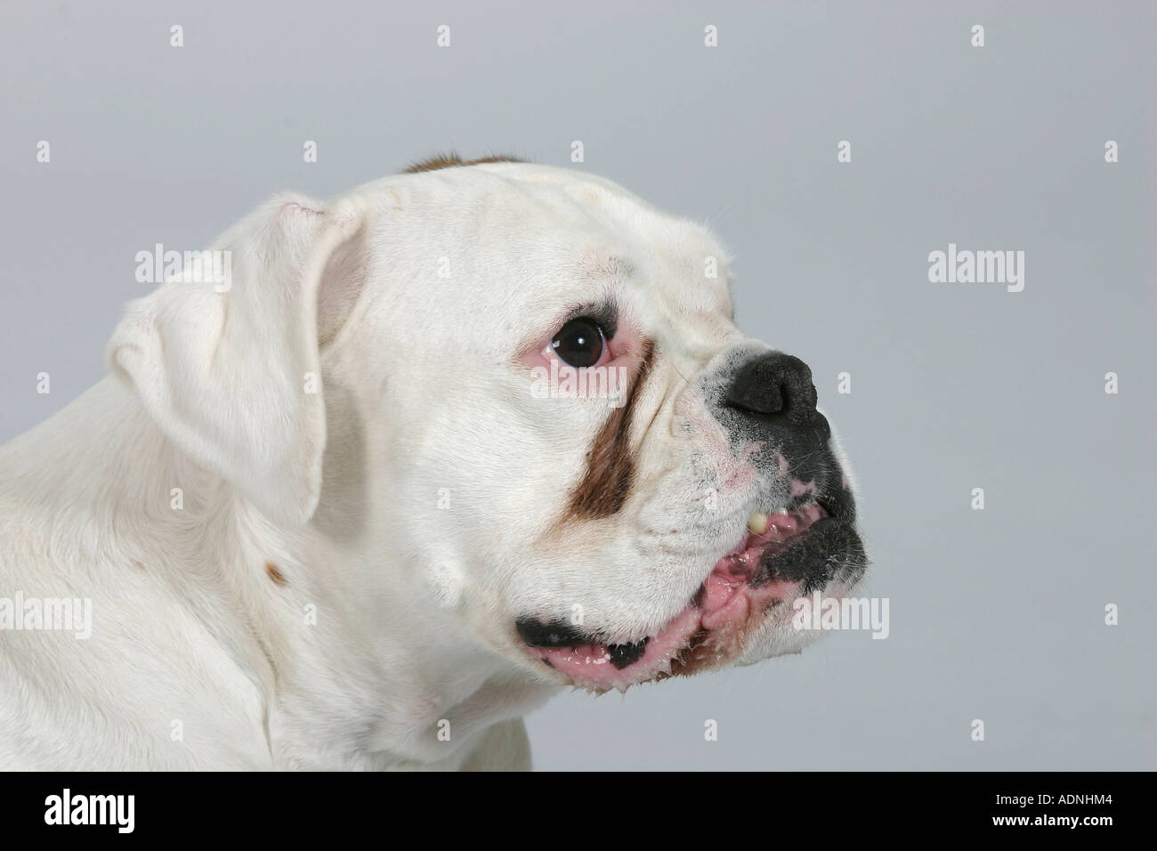 Wunderbar Deutscher Boxer Weiss Bilder