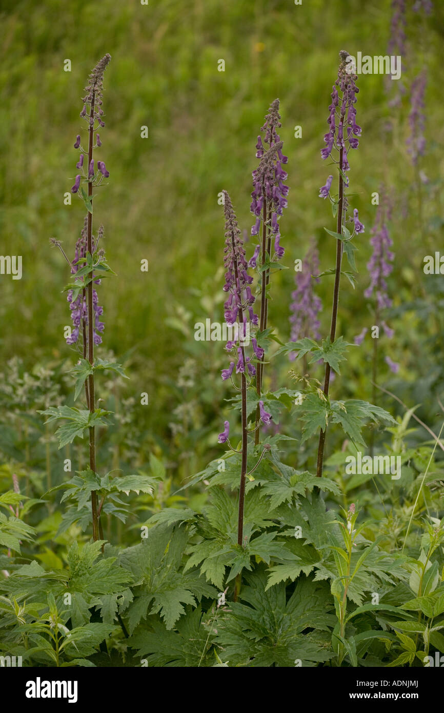 Nördlichen Eisenhut Aconitum Septentrional in Blume Schweden Stockfoto