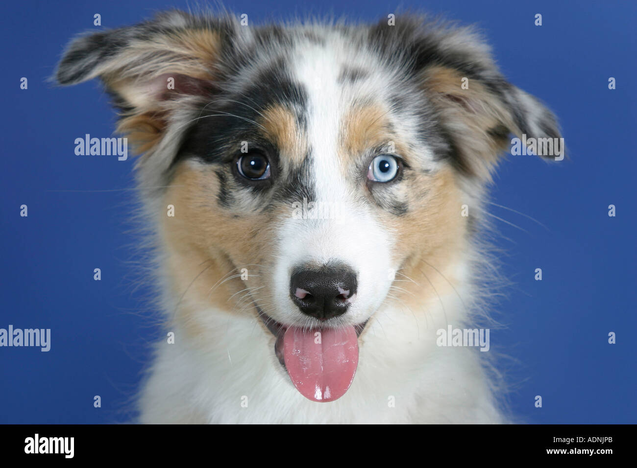 Australian Shepherd, Blue-Merle, Odd-eyed, Welpen, 3 Monate Stockfoto