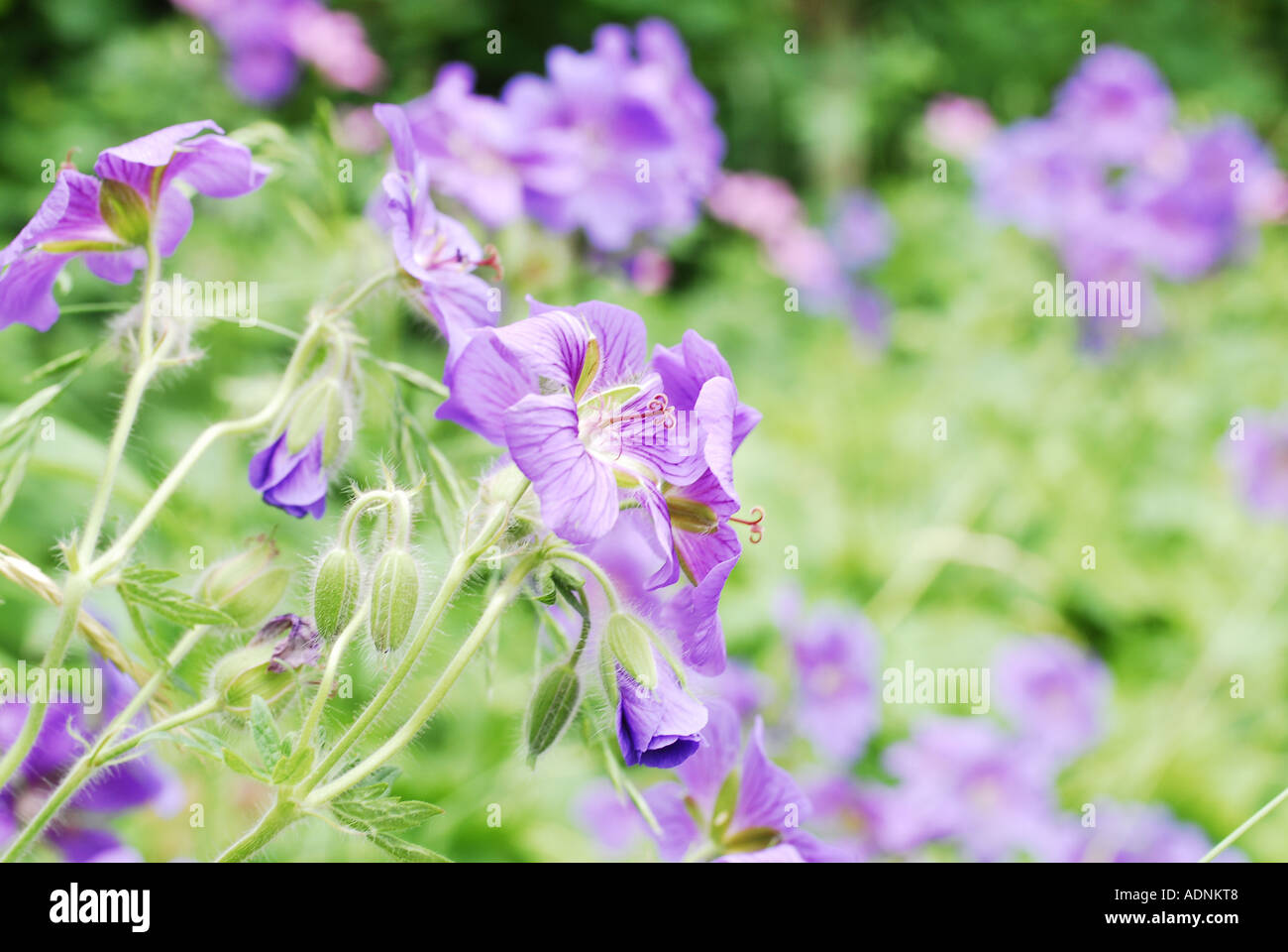 Lila Blüte Geranium x magnificum Stockfoto