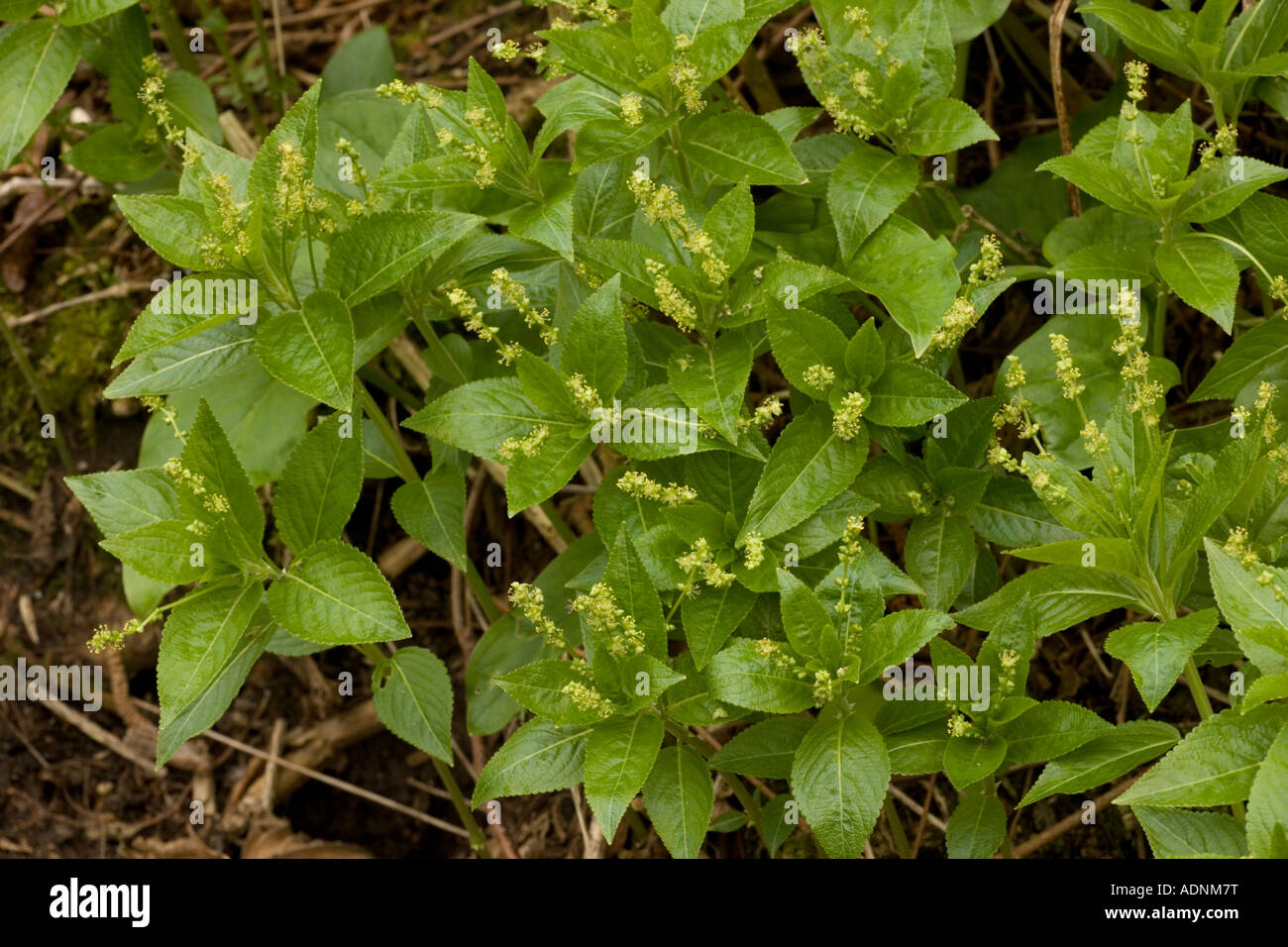 Hund s Quecksilber, im Blumenfrühling, Mercurialis perennis, Dorset Stockfoto