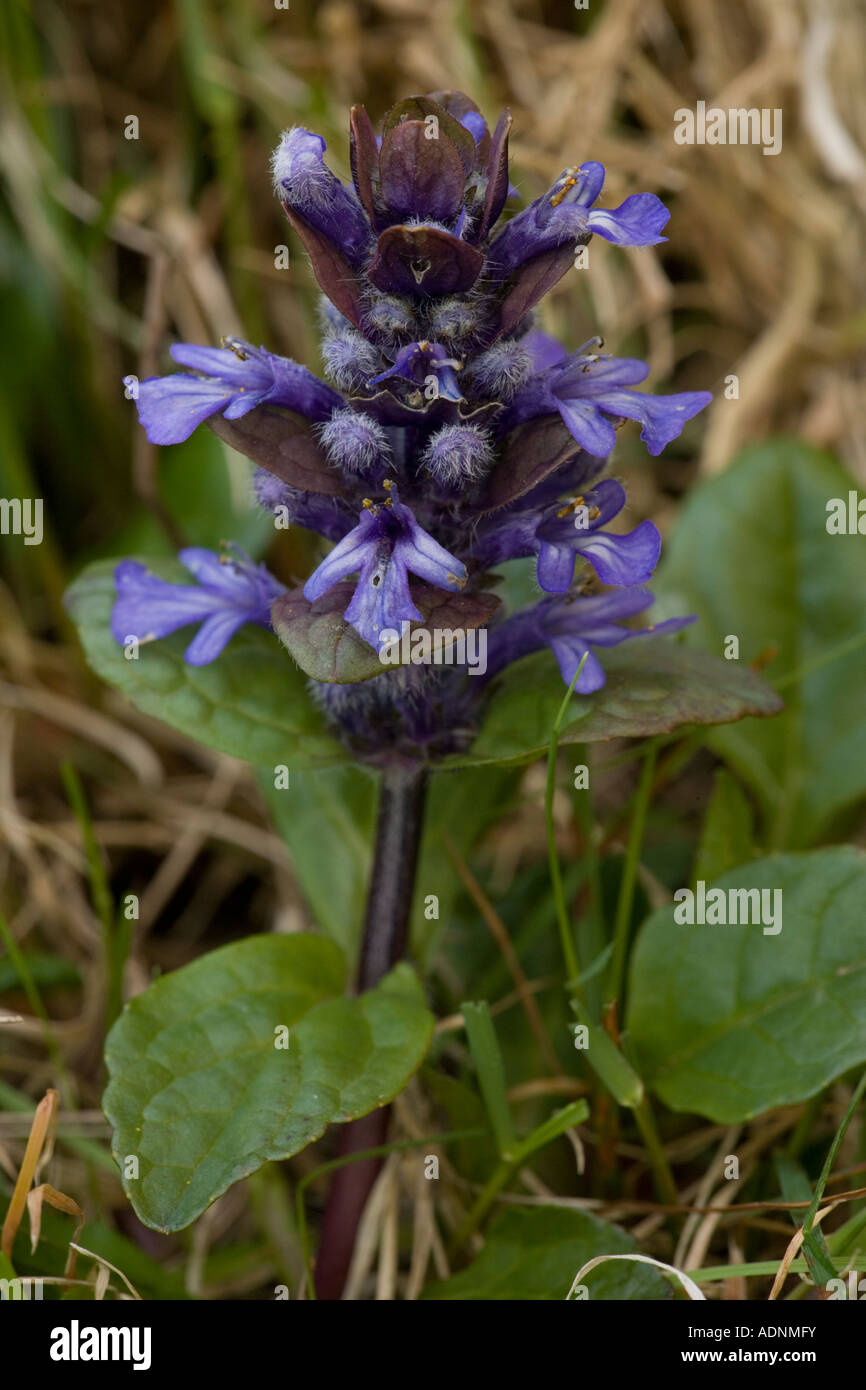 Gemeinsamen Signalhorn Ajuga reptans Stockfoto