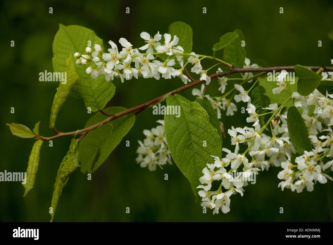 Vogel-Kirsche (Prunus Padus) in Blüte, Nahaufnahme, Lake District, England, UK Stockfoto