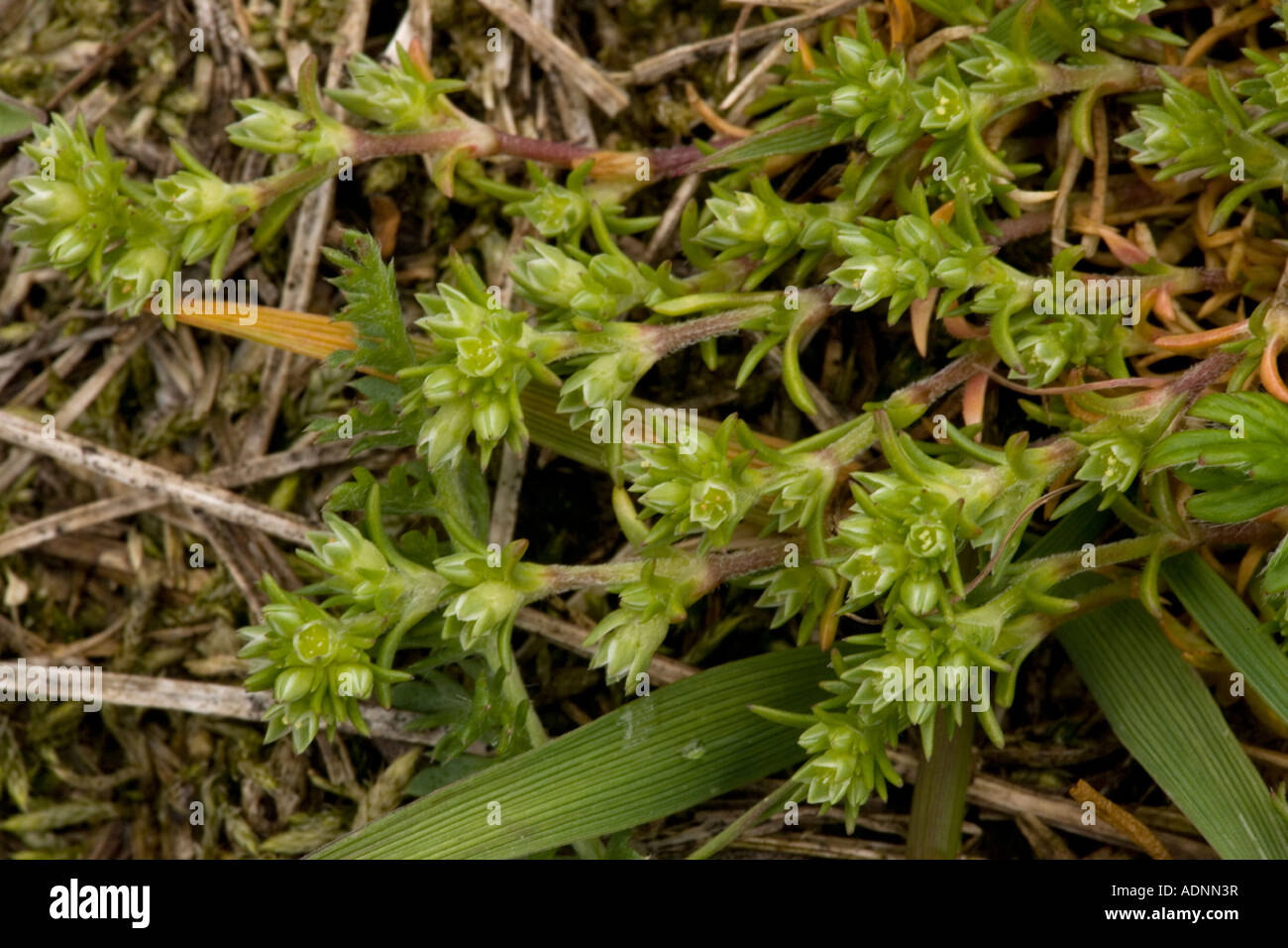 Jährliche Knawel, Scleranthus annuus, selten in Großbritannien Stockfoto