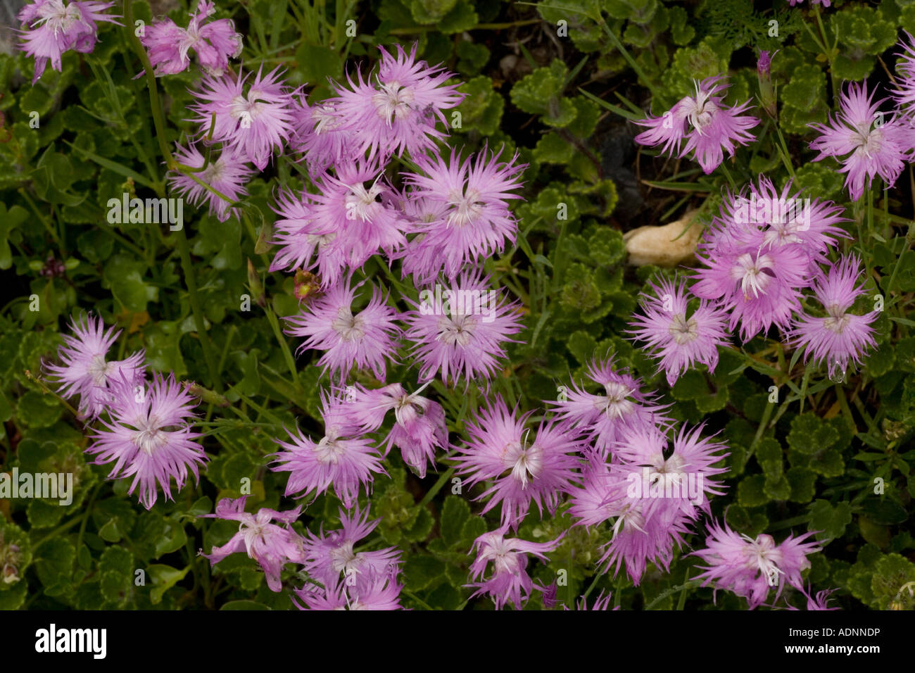 Fransen rosa, Dianthus monspessulanus, Pyrenäen Stockfoto