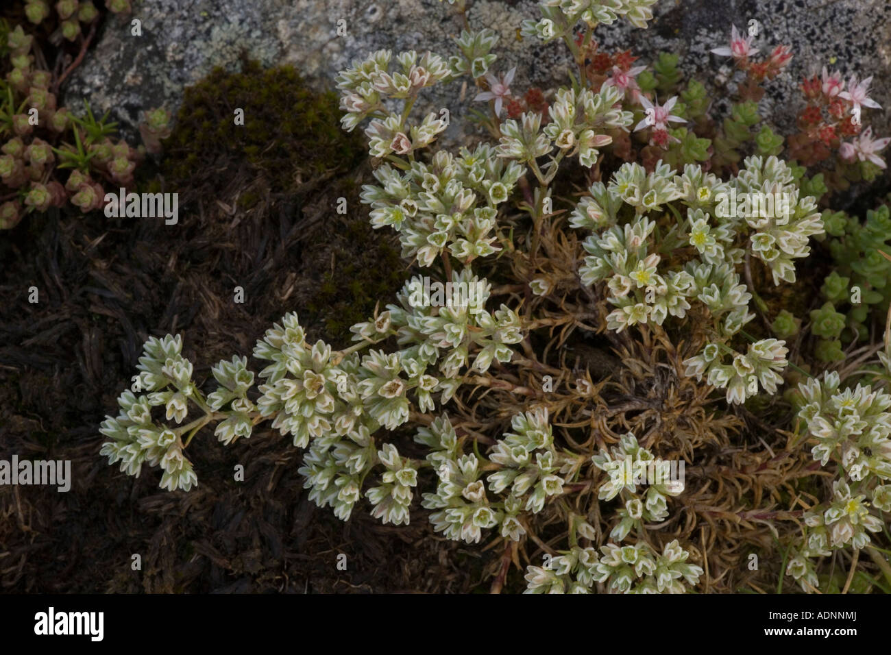 Ausdauernder Knawel, Scleranthus perennis, mit englischer Steinpyrenäen Stockfoto