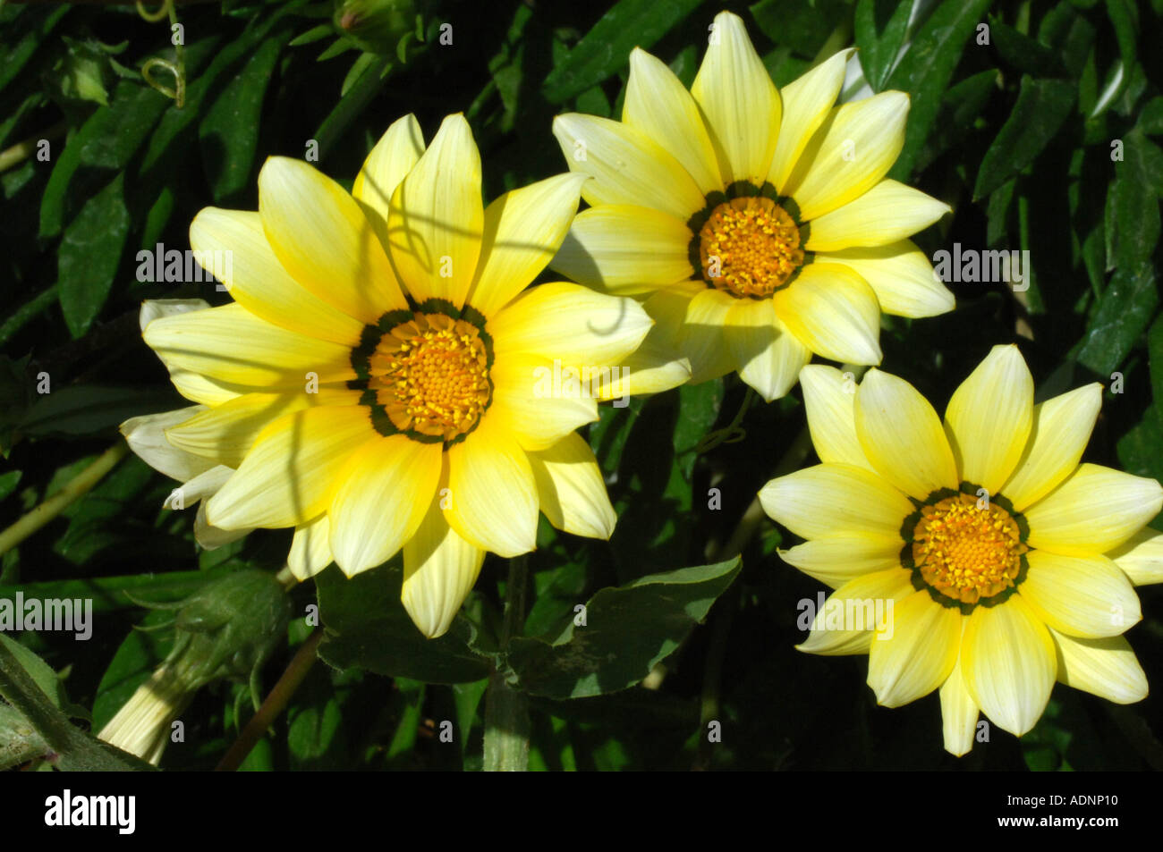 Drei gelbe Blumen 3 Stockfoto