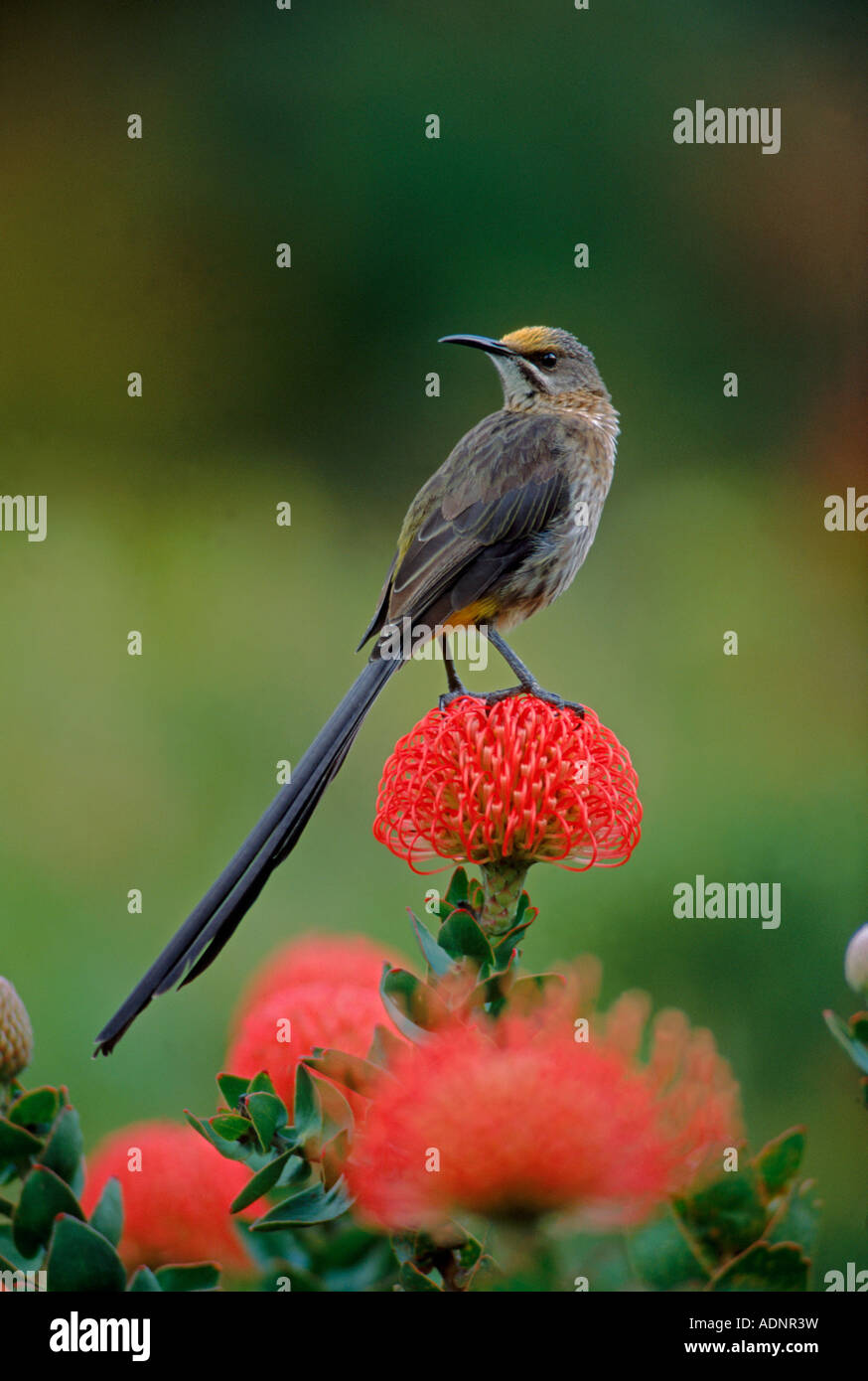 Cape Sugarbird Promerops Cafer männlich auf Nadelkissen Laucospermum Spp Südafrika Stockfoto