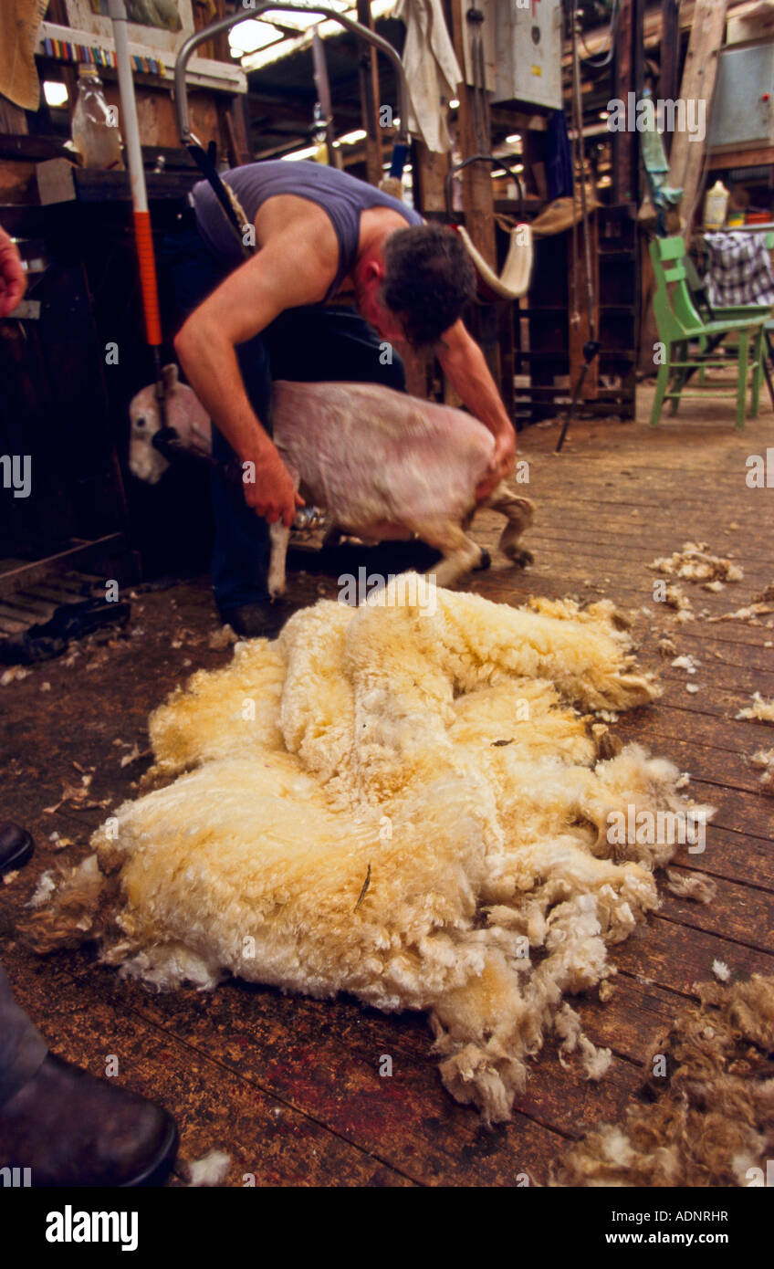 Schafe scheren, Australien Stockfoto