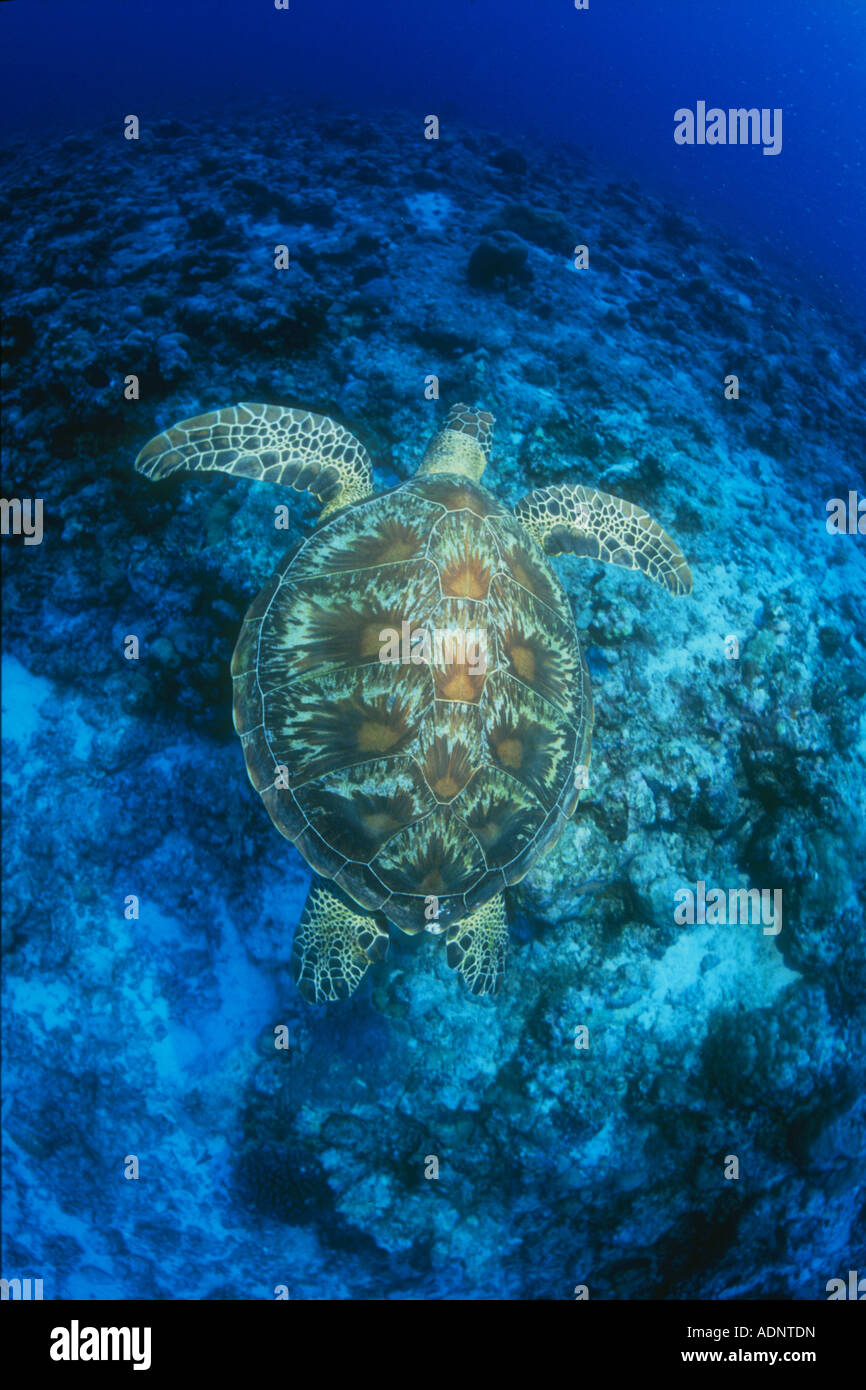Eine grüne Schildkröte, Chelonia mydas, schwimmt oben eine tiefe Korallenriffe in Palau. Schildkröten sind in diesem abgelegenen Insel Nation. Stockfoto