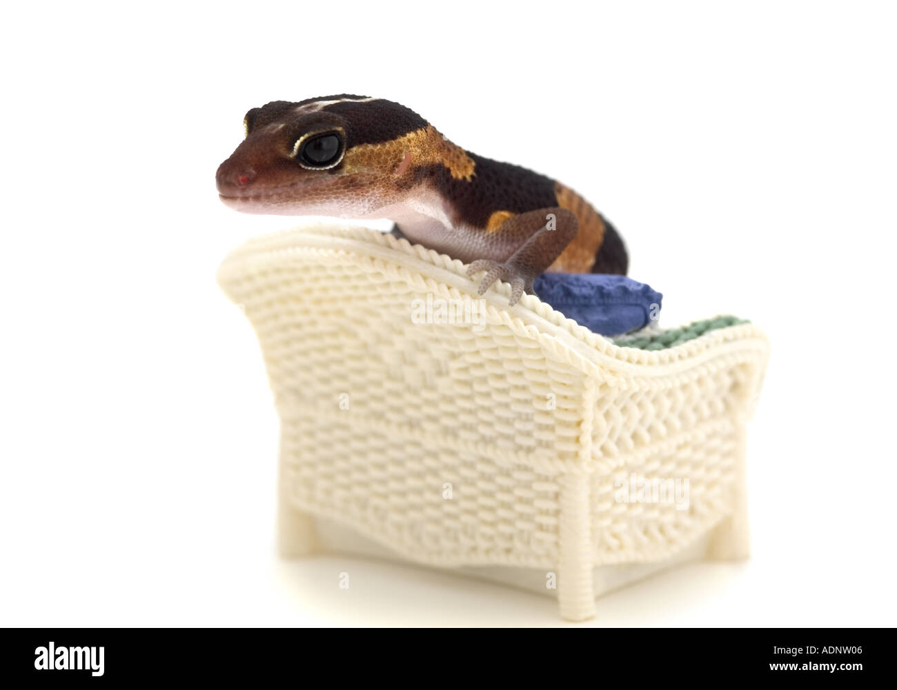 Gecko auf einem kleinen Stuhl Stockfoto
