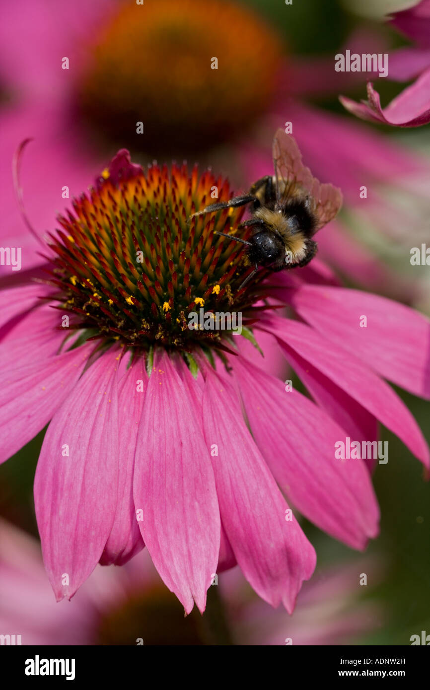 Hummel (Bombus Spp) auf Sonnenhut (Echinacea Purpurea) Arten ist wahrscheinlich Bombus Terrestris - England UK Stockfoto