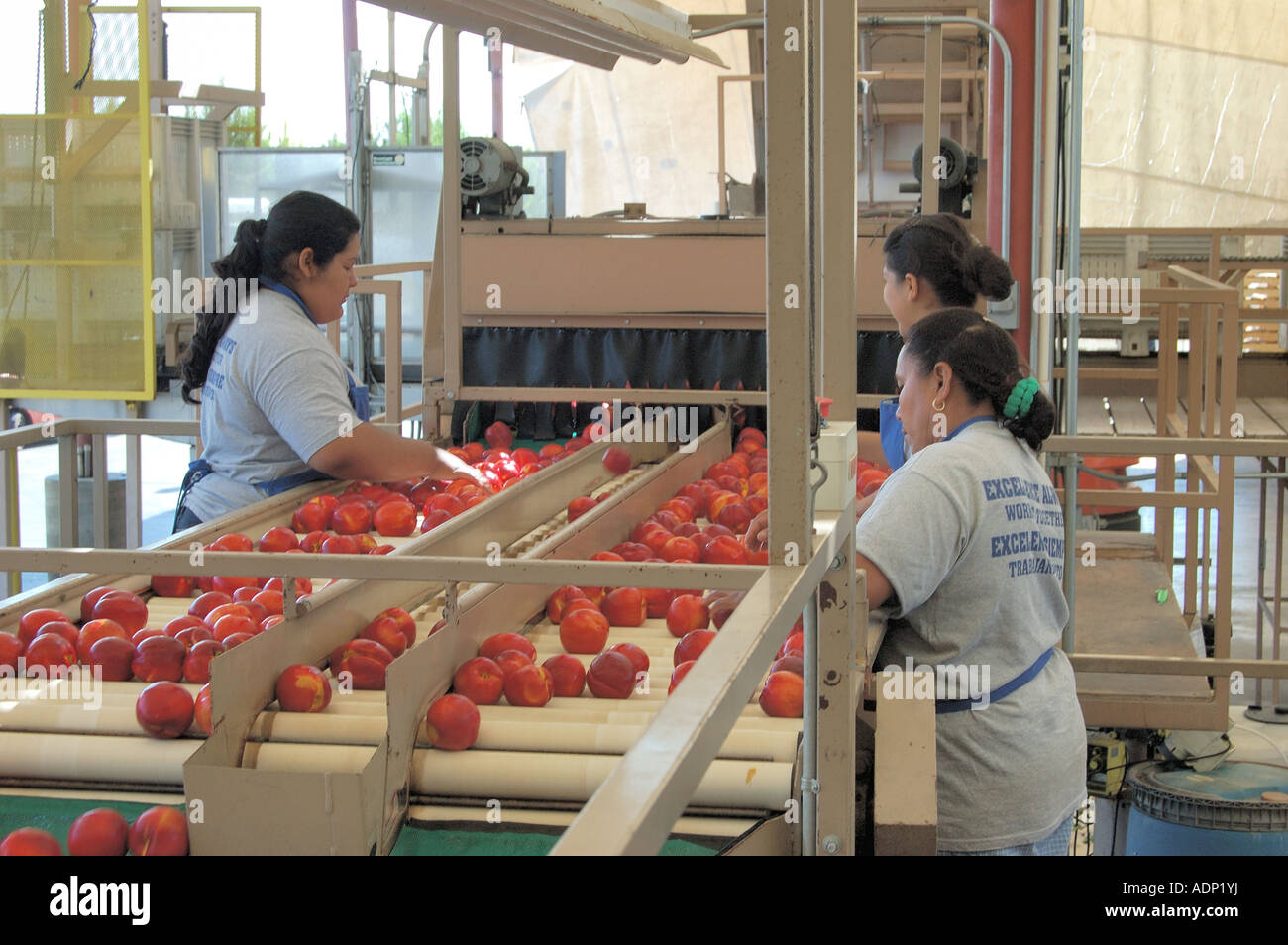 Inspektion von Pfirsichen und Keulung lehnt in einer Verpackung Schuppen zentrale San Joaquin Valley Kalifornien USA Stockfoto