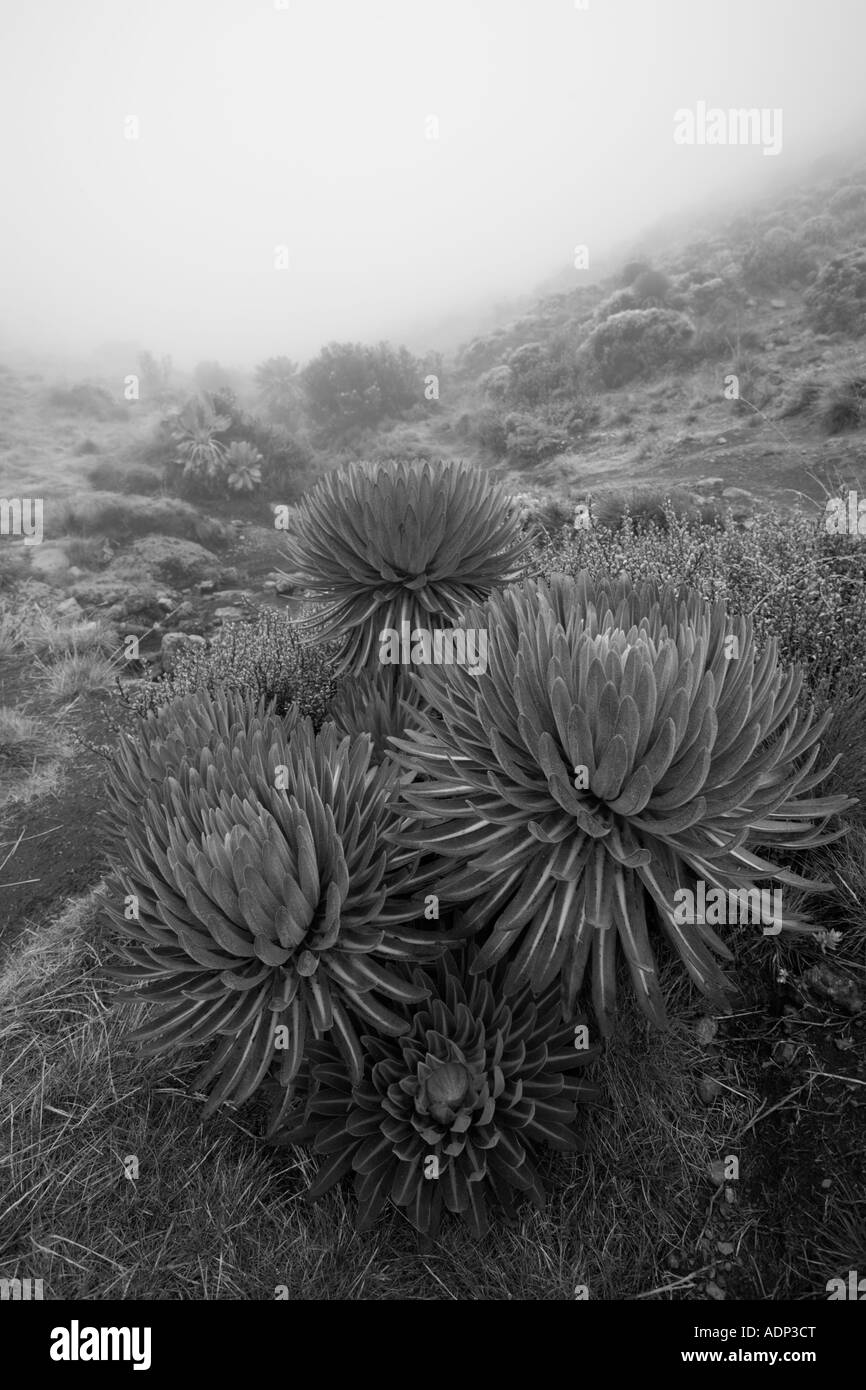 Afrika Tansania Kilimanjaro National Park Giant Lobelia Pflanze Lobelia Deckenii wächst auf vulkanischen hängen Stockfoto