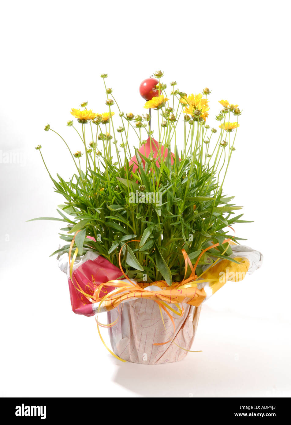 Blumentopf mit Geschenkpapier Stockfoto