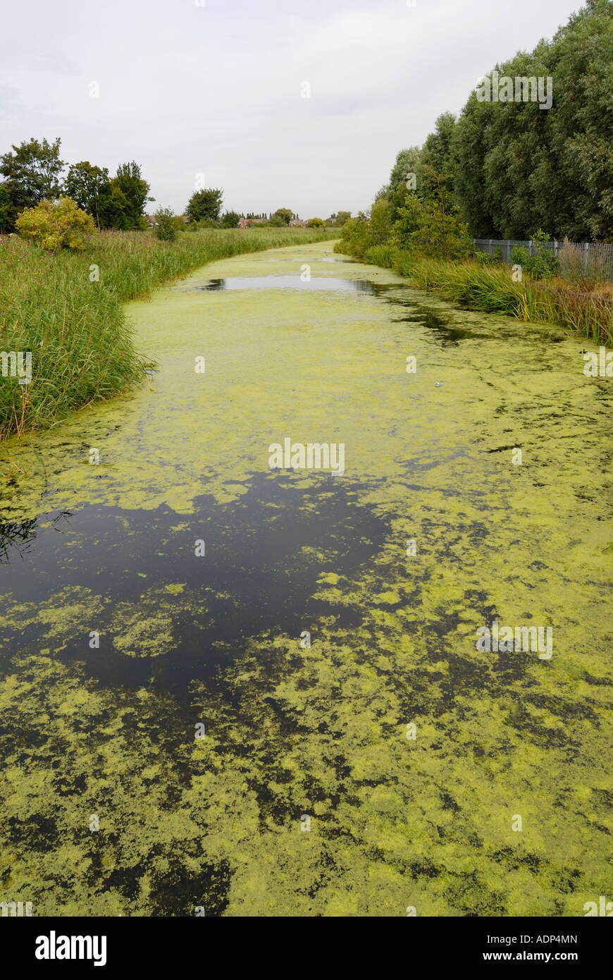 Weed Seerosen und Wurf mit der St Helens Canal Cheshire UK ein Naturschutzgebiet in Cheshire England UK Stockfoto