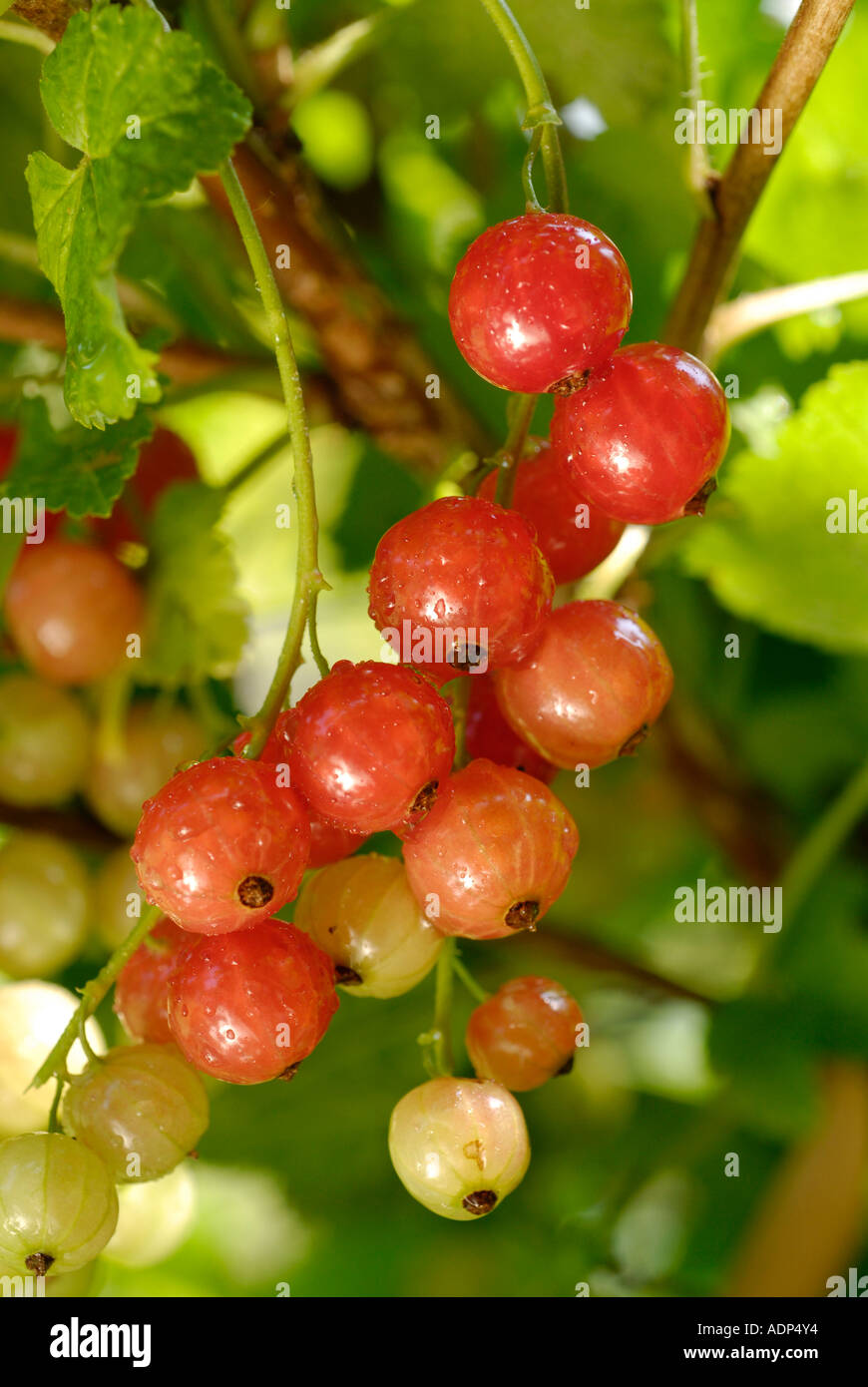 Johannisbeeren Ribes rubrum Stockfoto