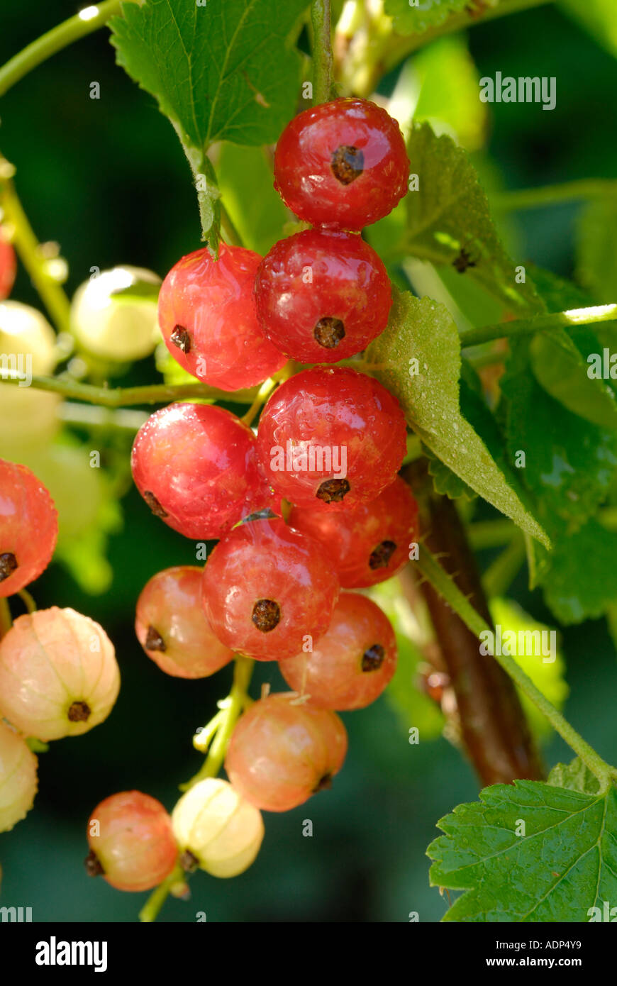 Johannisbeeren Ribes rubrum Stockfoto