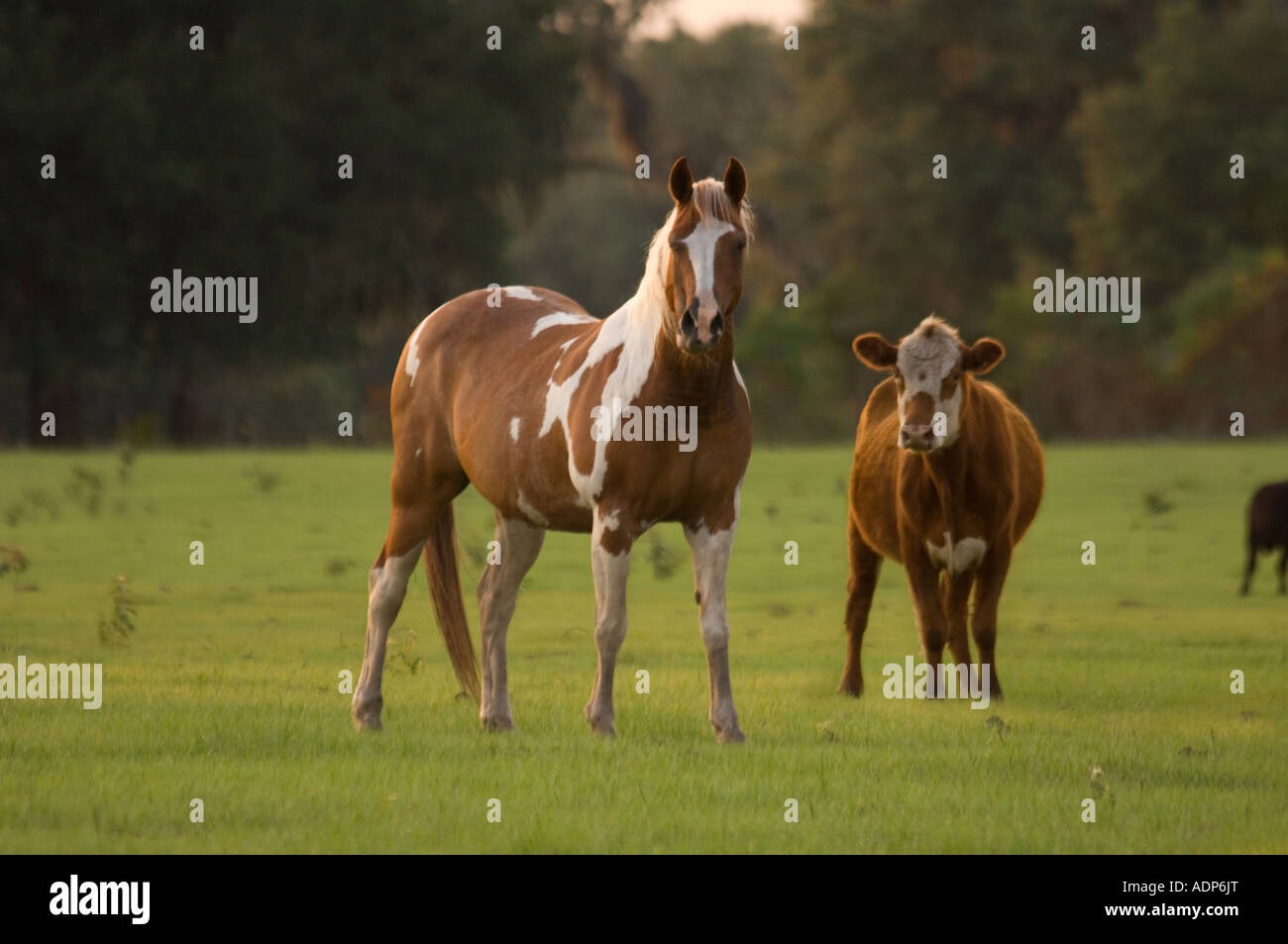 Kuh und Pinto-Pferd auf der Weide Stockfoto