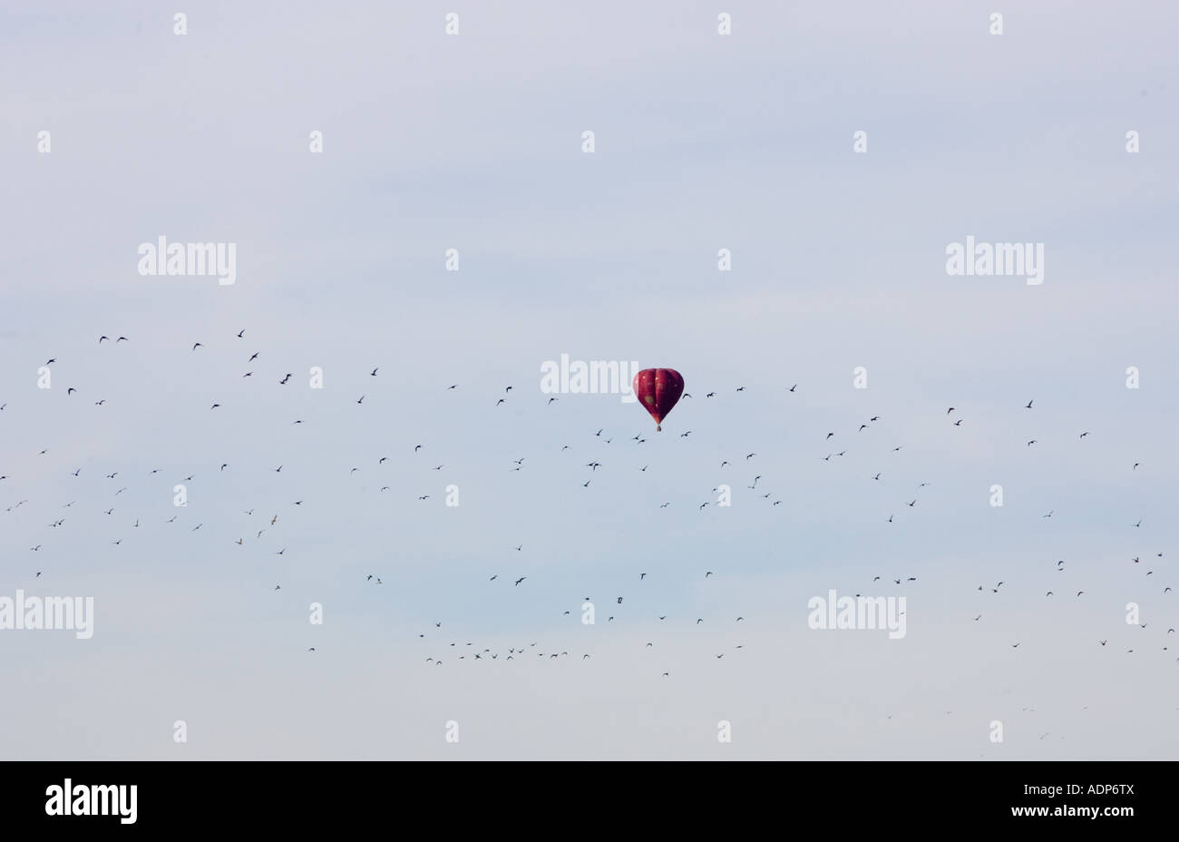 Heißluftballon und Herde von Watvögeln überfliegen Bourton on Wasser-England-Großbritannien Stockfoto