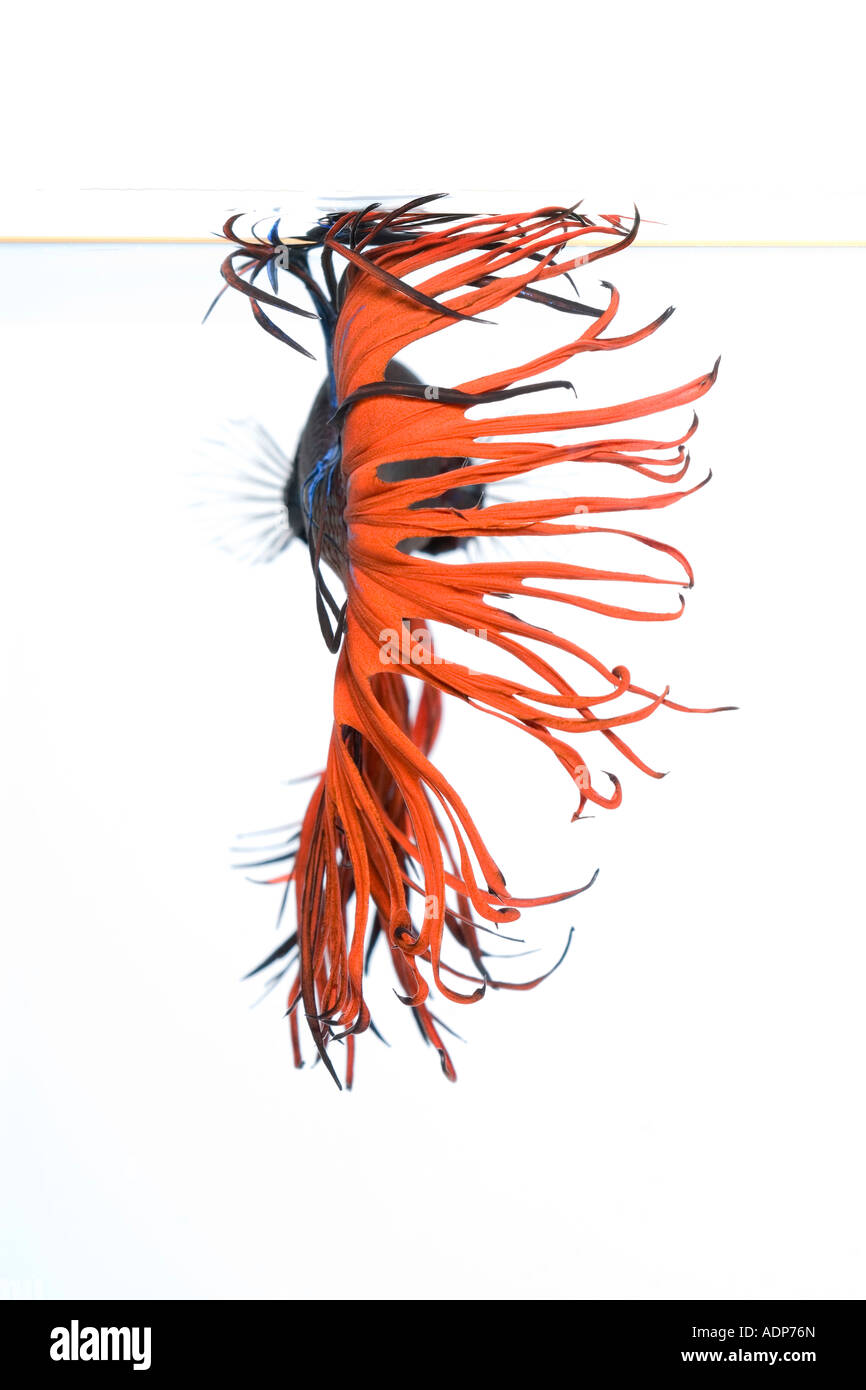 Rote und blaue Krone Betta Fische mit einem weißen Hintergrund von hinten Stockfoto